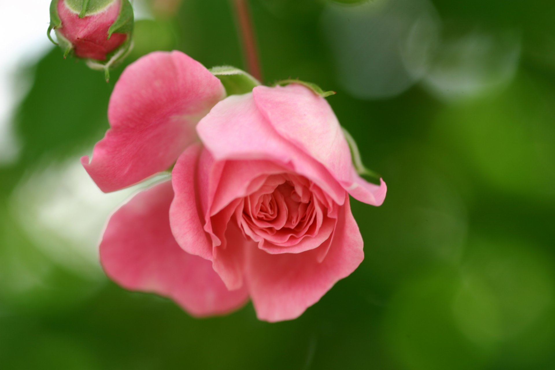 rose rose fleur pétales bourgeon verdure nature éblouissement flou gros plan