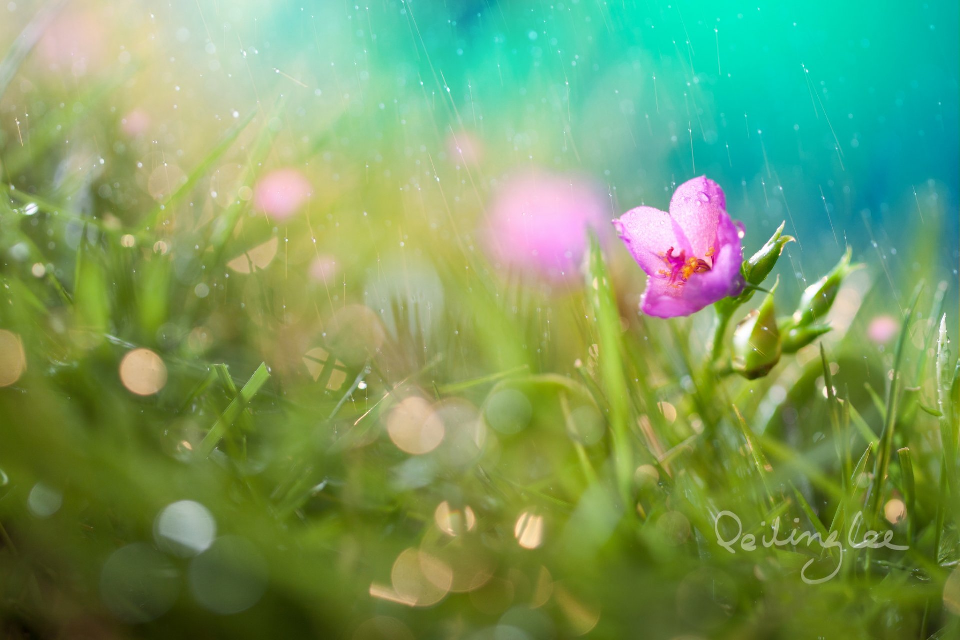 blume gras bokeh tropfen regen