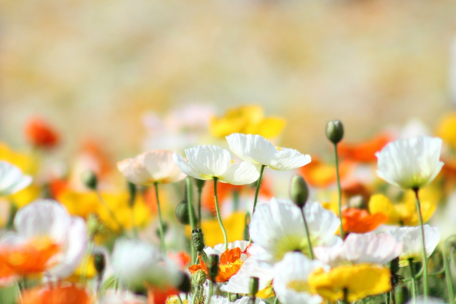 amapolas flores amarillo blanco naranja claro verano calor sol luz brillante naturaleza