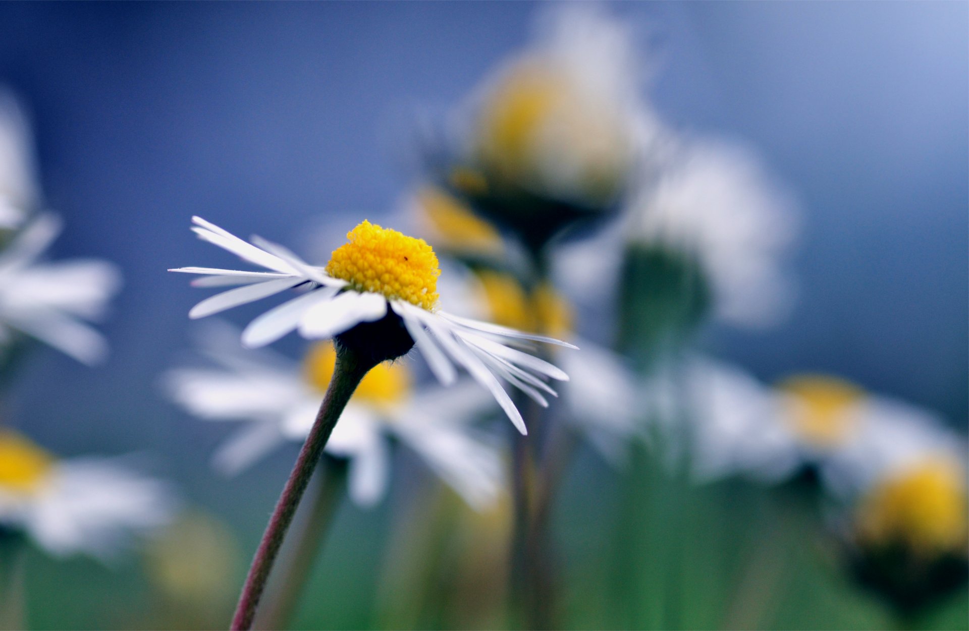 chamomile close up blur blue background