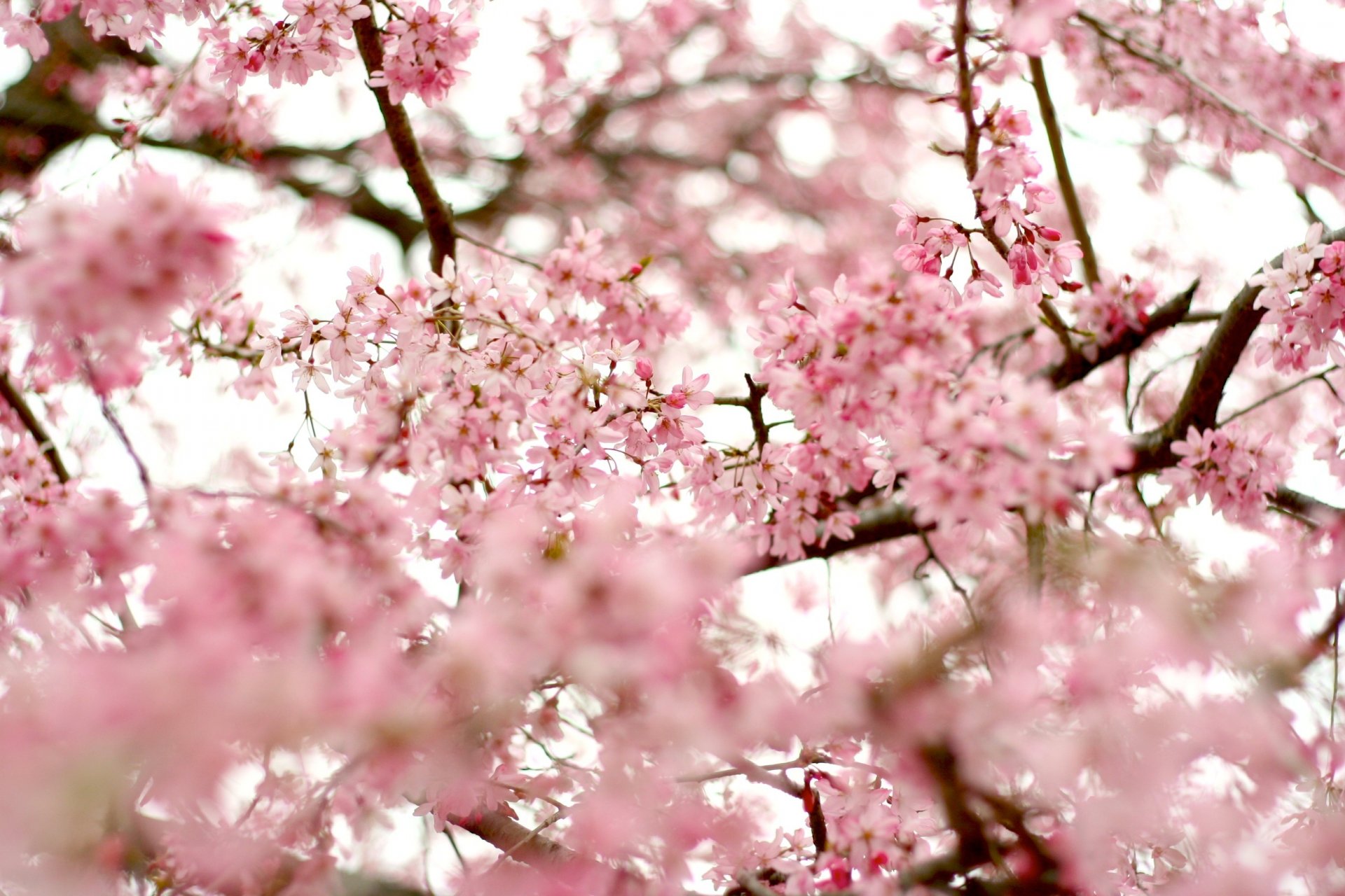 branches branches arbres floraison ciel sakura cerise fleurs rose pétales printemps nature flou tendresse beauté