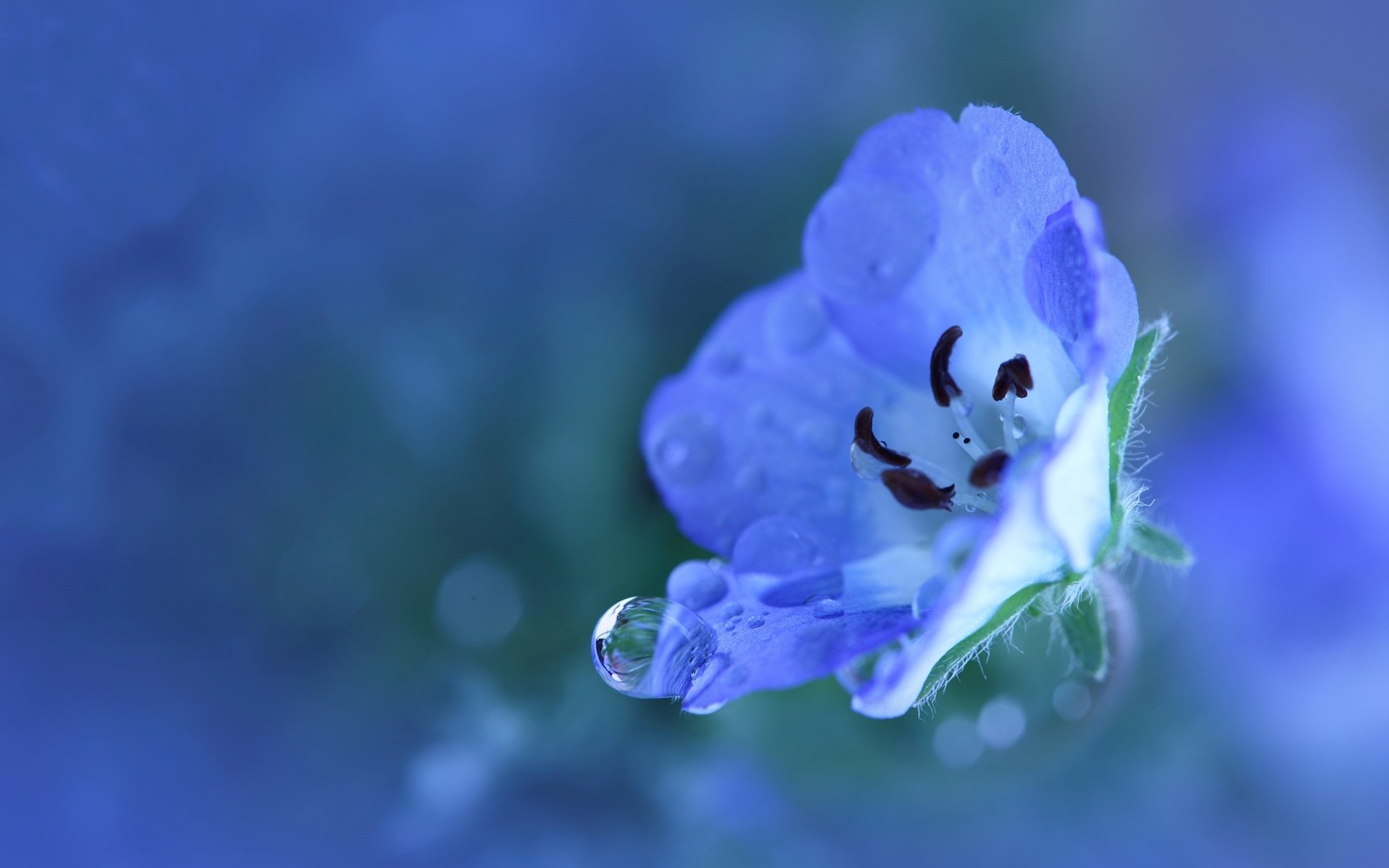 flower blue blue small petals plant drops dew water rain freshness color nature macro