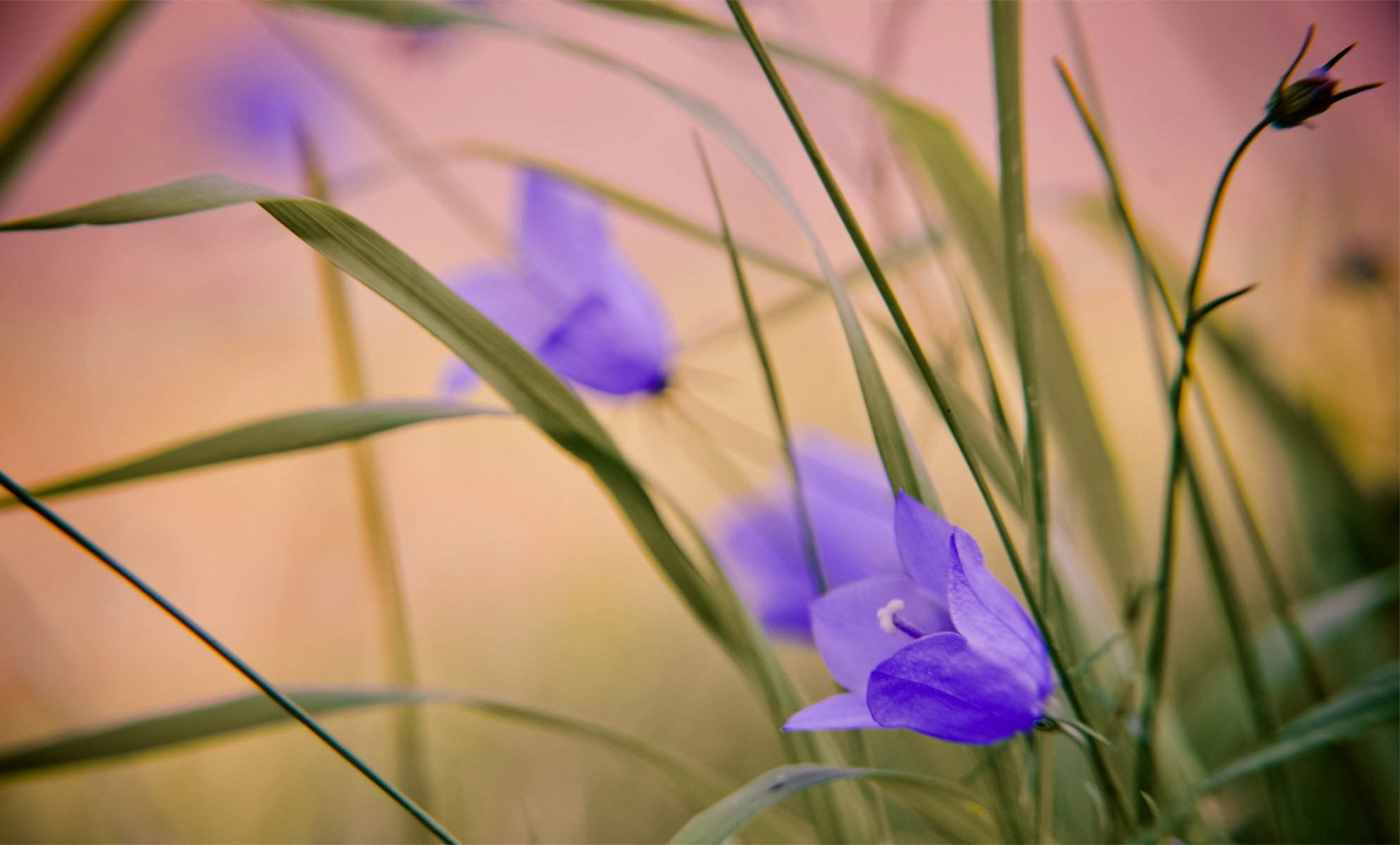 cloches lilas tendresse gros plan flou