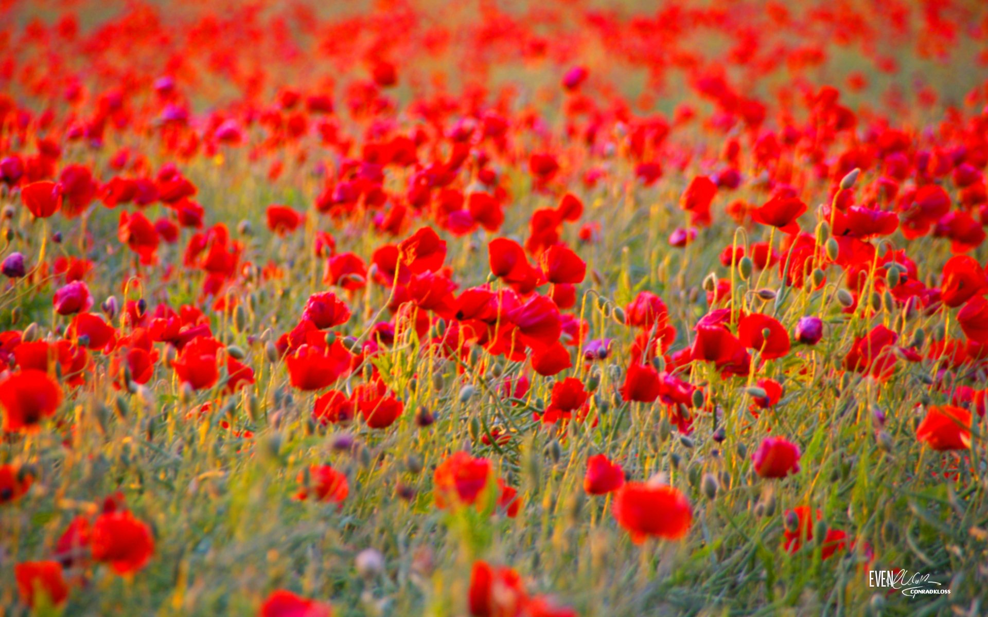 poppies the field green background