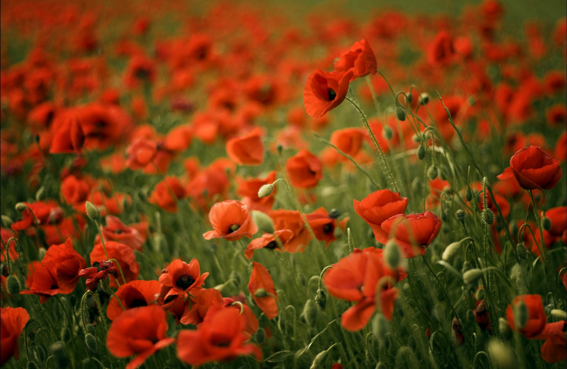 poppies red field blur poppy