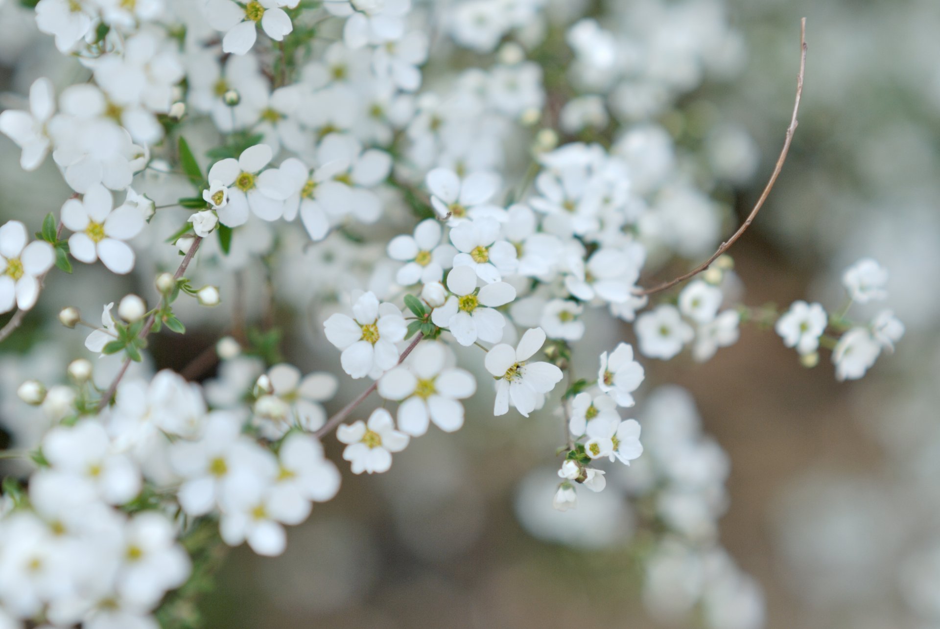 flowers white small petals flowering twig branch plant simplicity macro