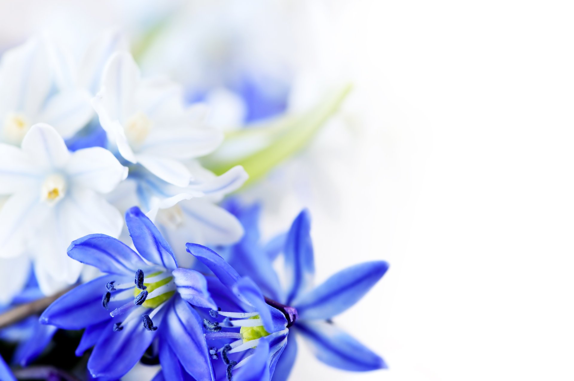 blumen blaue blumen blätter hd 8. märz