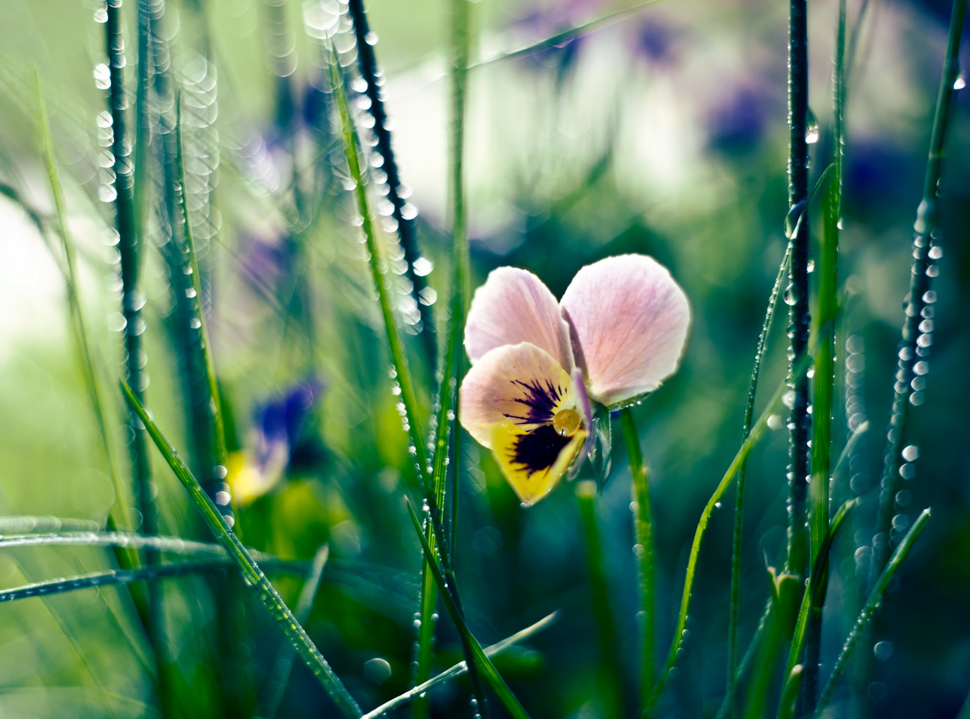 herbe rosée gouttes fleur pensées