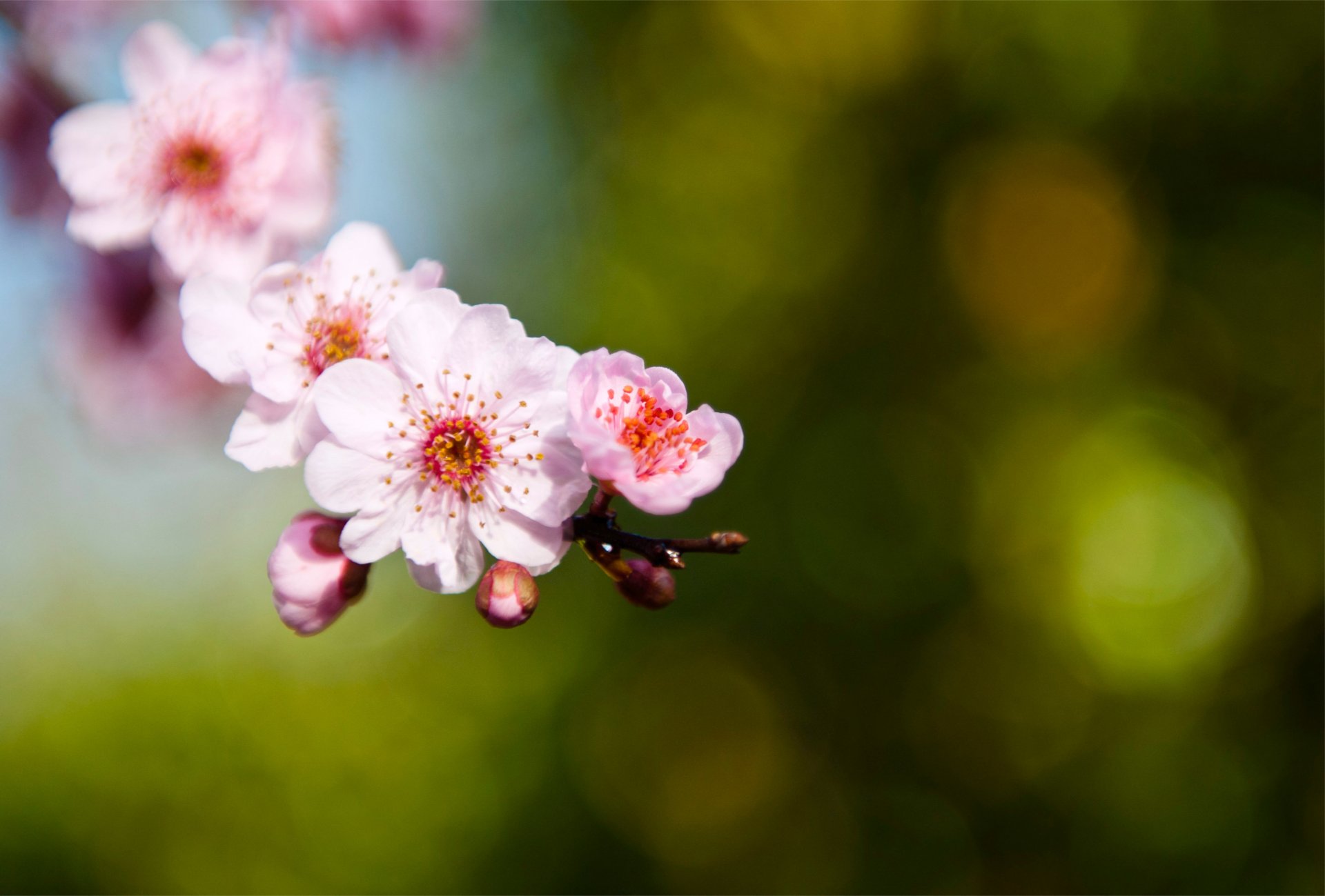 sakura rosa petali gemme ramo ramoscello verde sfondo macro sfocatura messa a fuoco luci