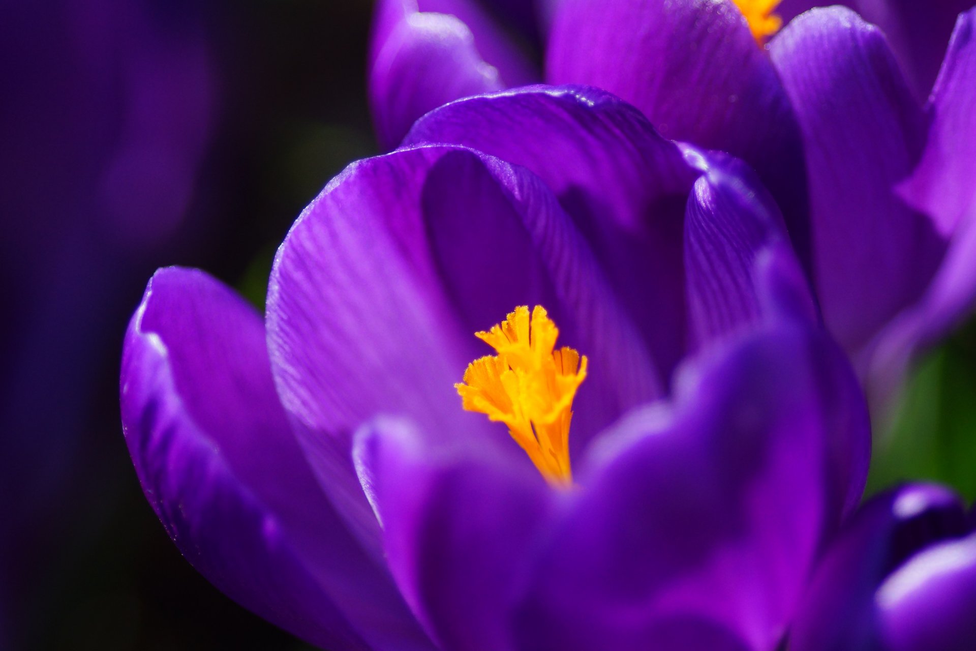 krokusse flieder lila blütenblätter makro