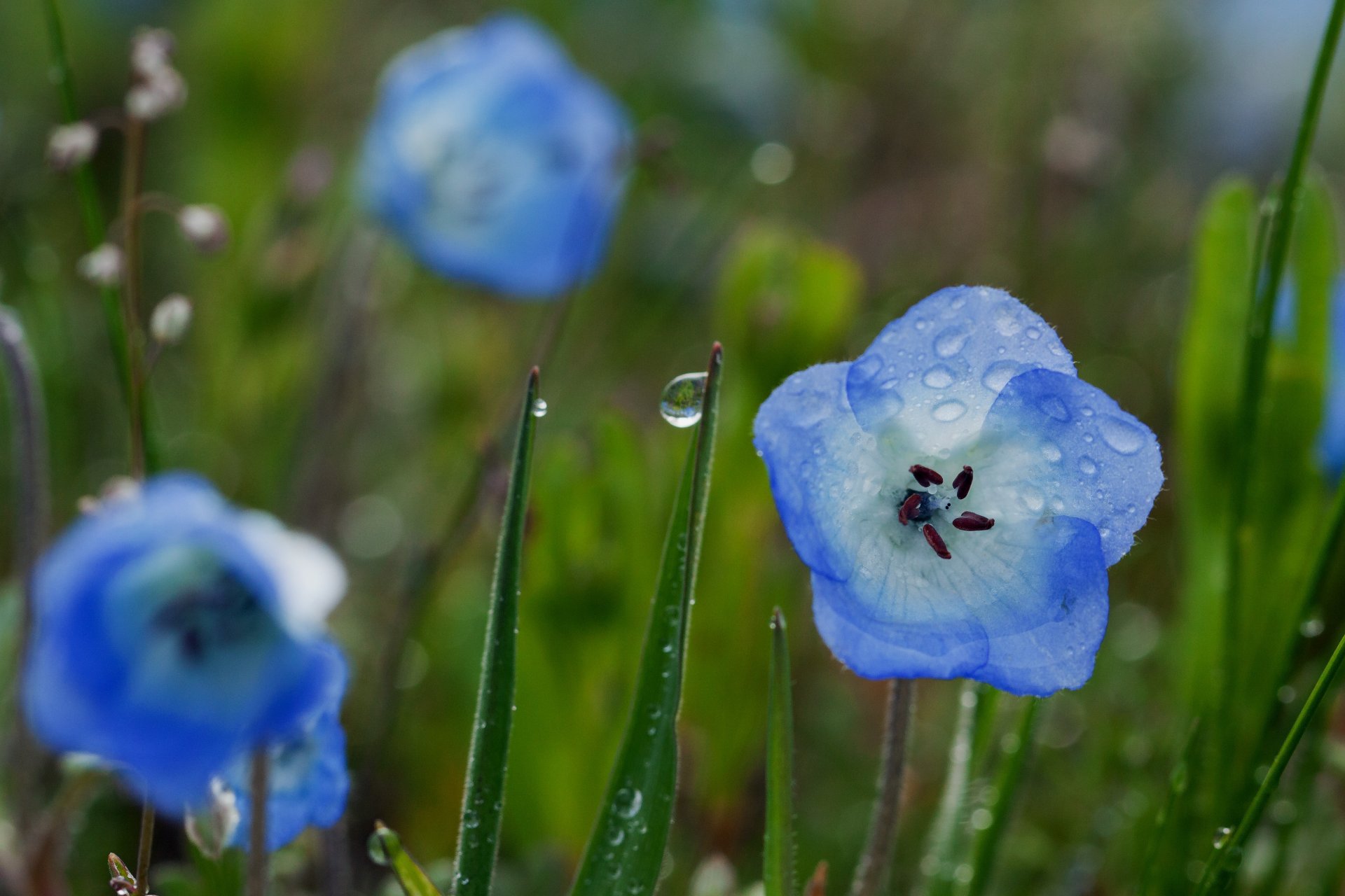 campana blu blu fiore fiori erba verde piante campo radura natura gocce pioggia rugiada acqua estate macro