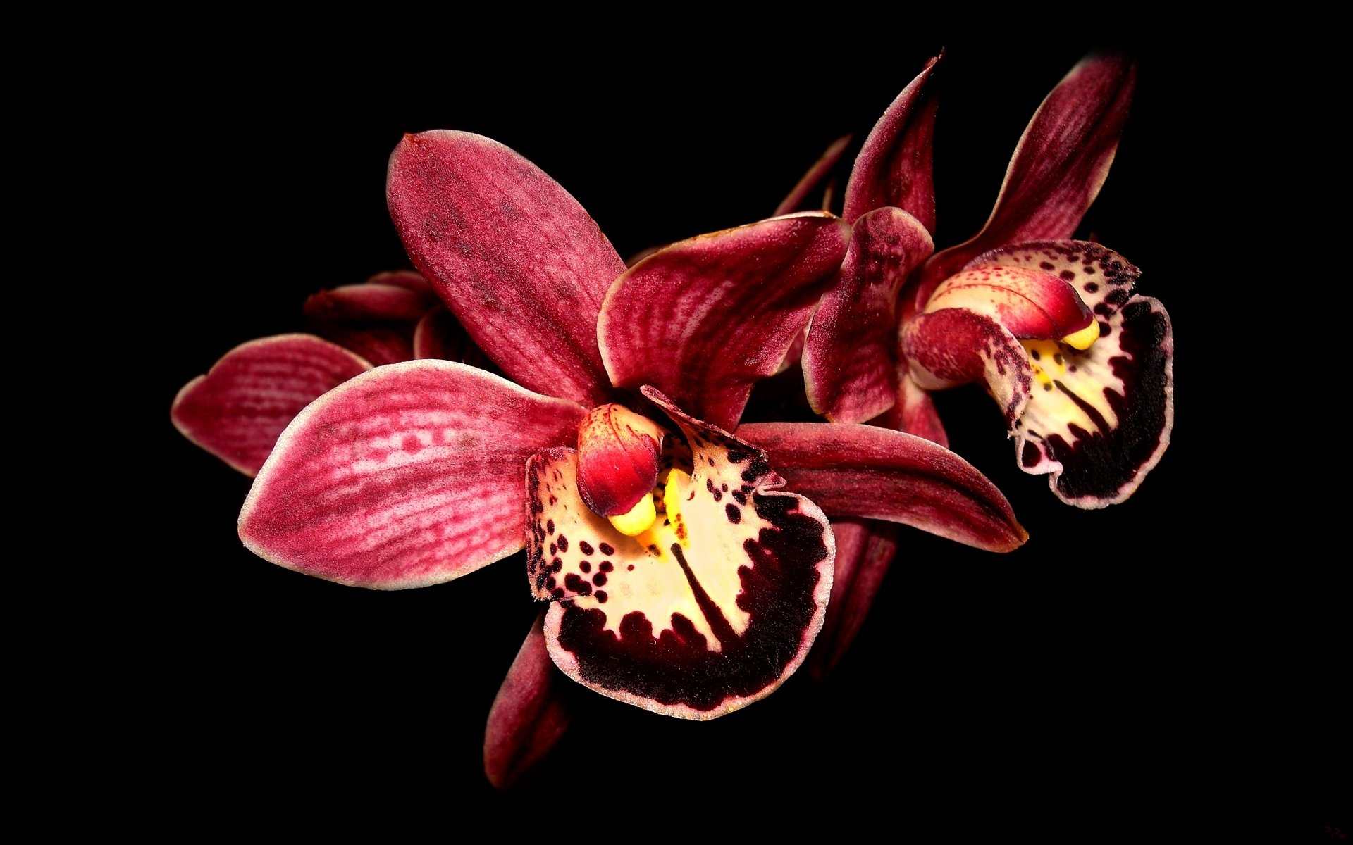 flor orquídea macro fondo negro