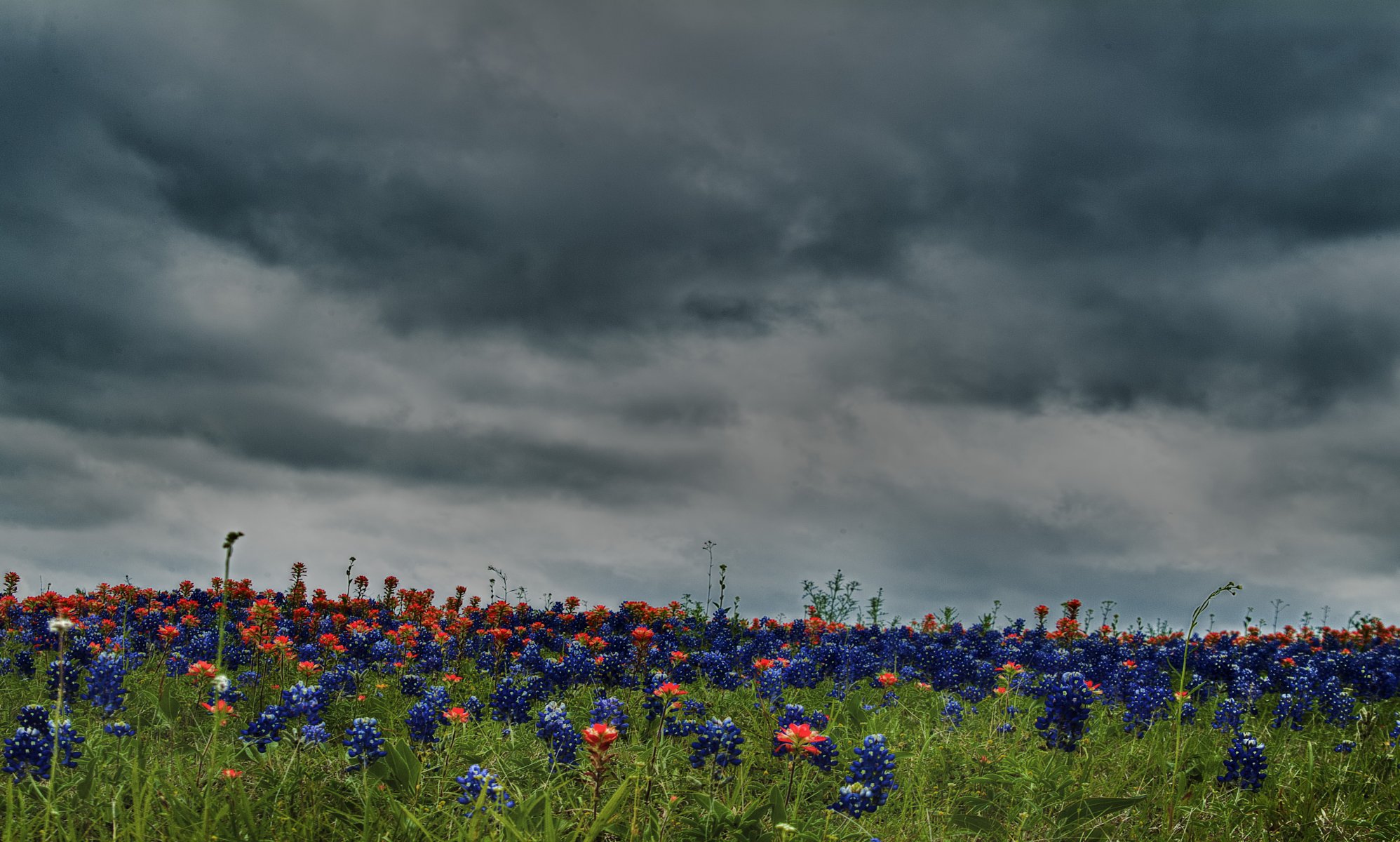 natura hdr kolory kwiat kwiaty pole łąka niebo chmury fajne ładne pola łąki piękne fajne dobre