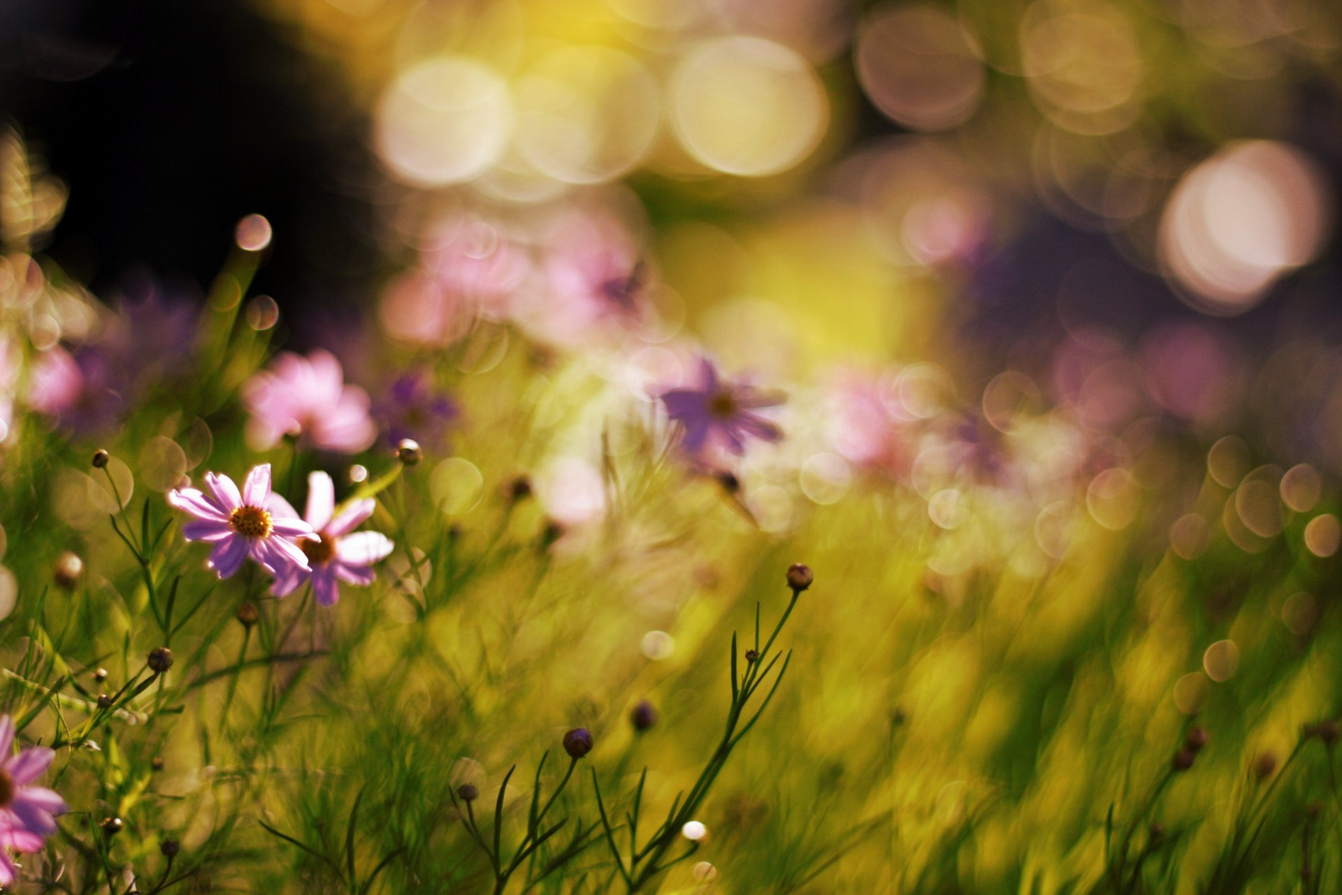 blumen natur bokeh unschärfe pflanzen