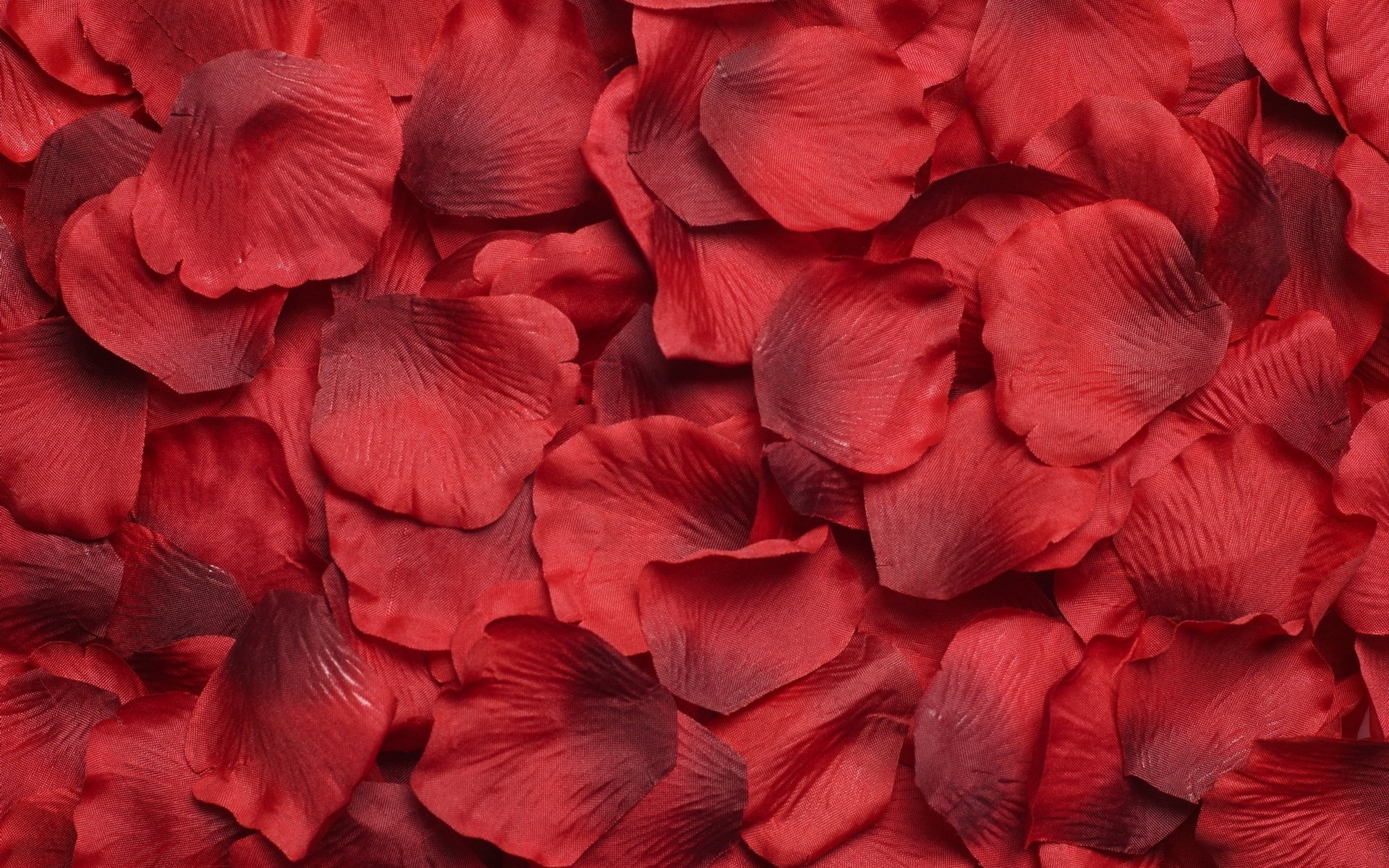 flower red petals many