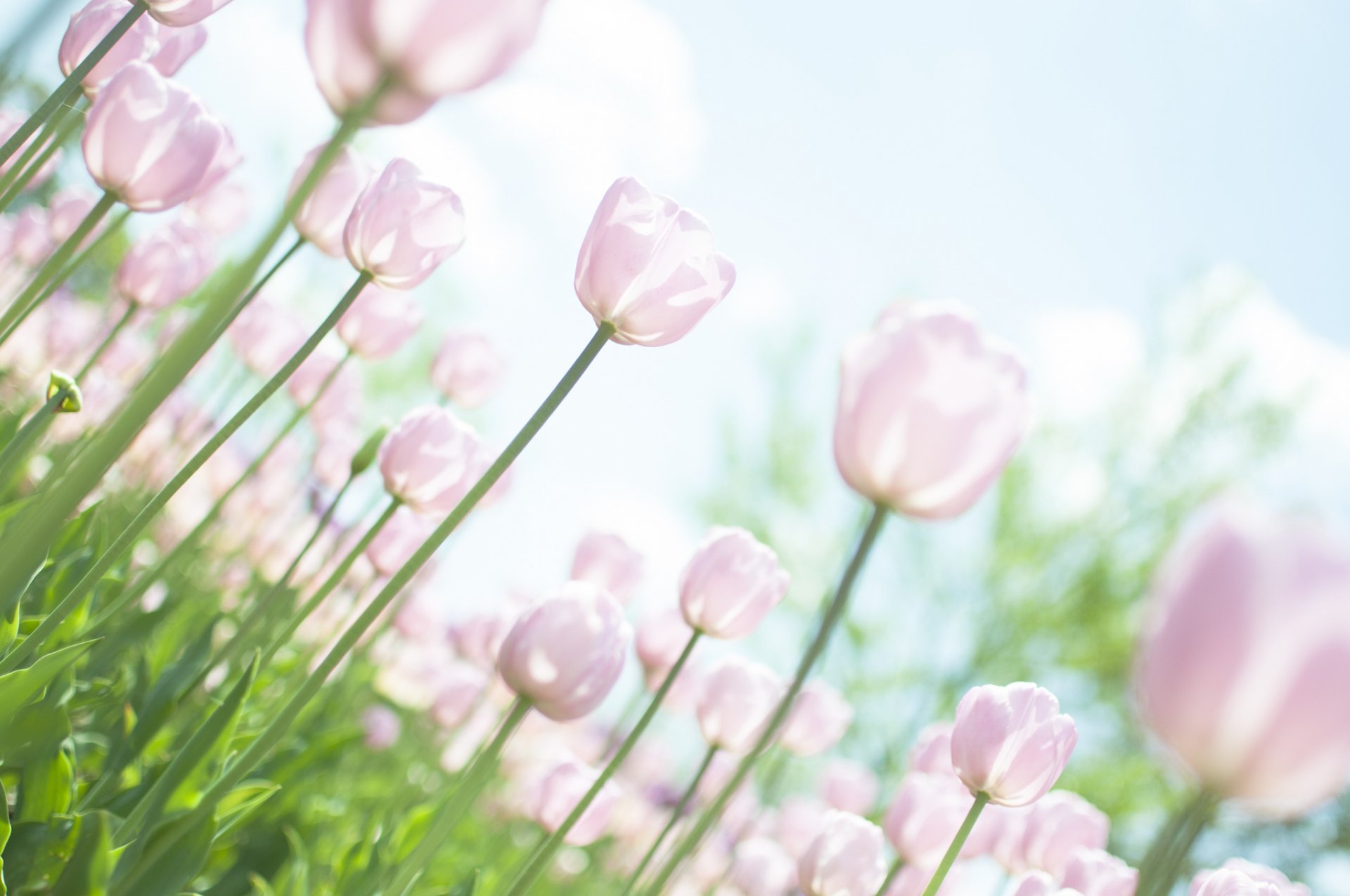 tulips pink white stems flower leaves plants field sky light sun spring tender nature