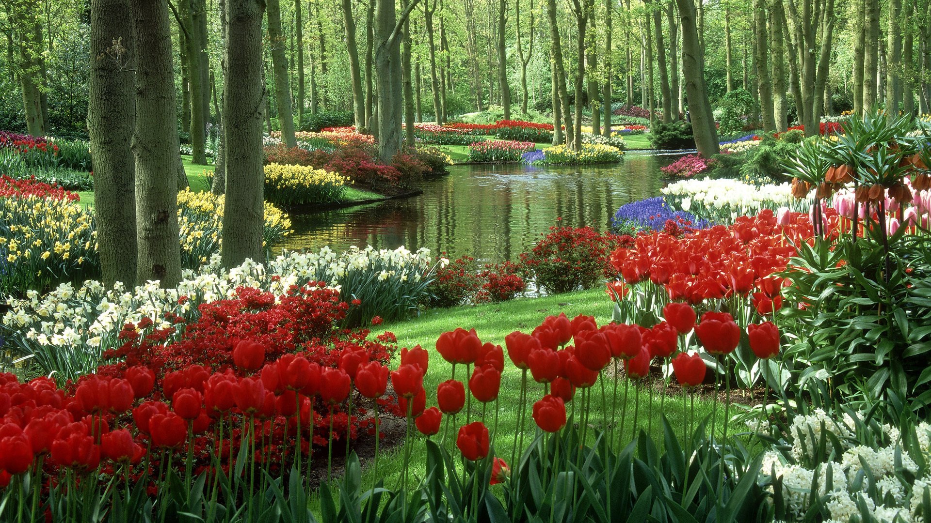 jardins de keukenhof tulipes jardin de keukenhof pays-bas