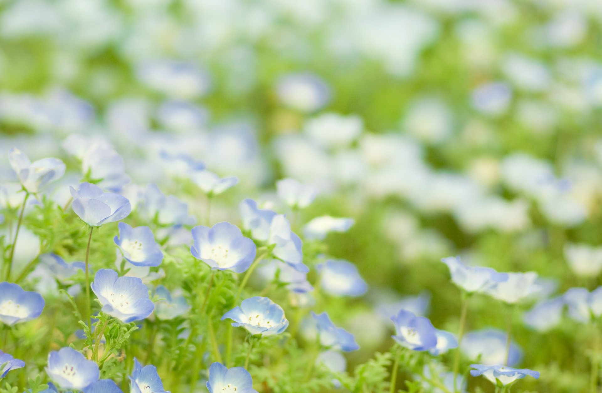 blumen blau grün grün lichtung pflanzen gras frühling zärtlichkeit unschärfe licht makro