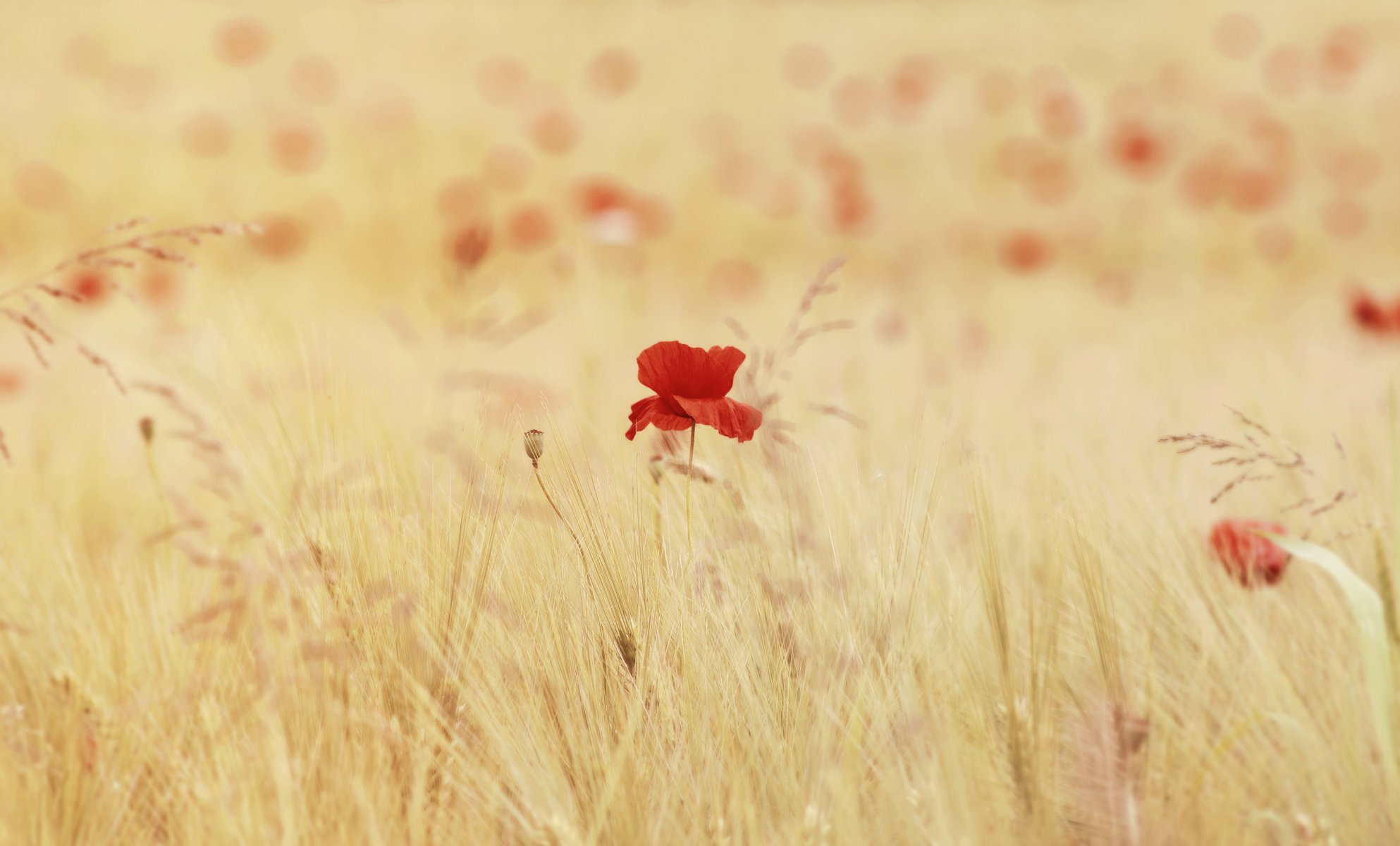 the field spikes poppies flower