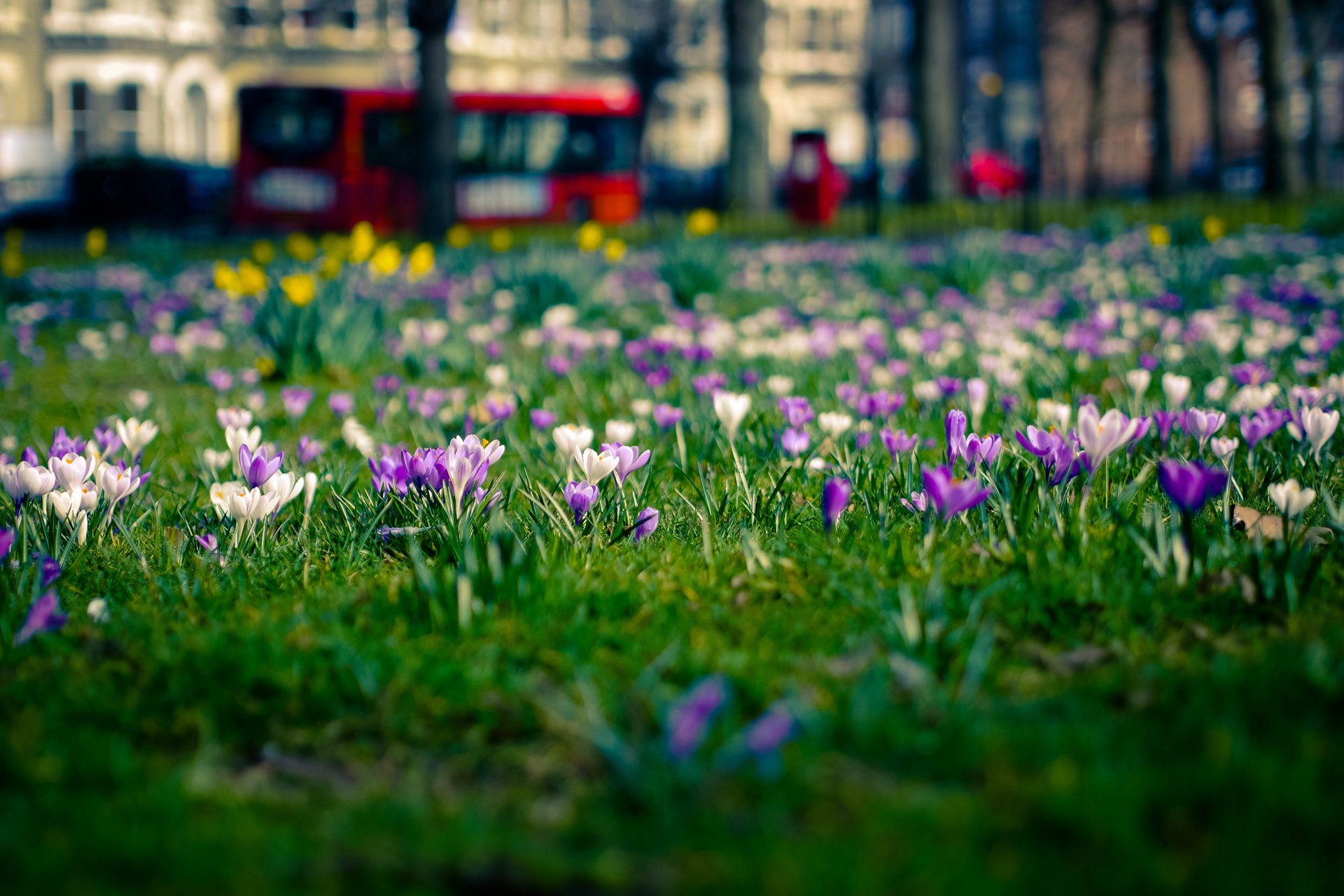 fleurs crocus clairière ville londres printemps