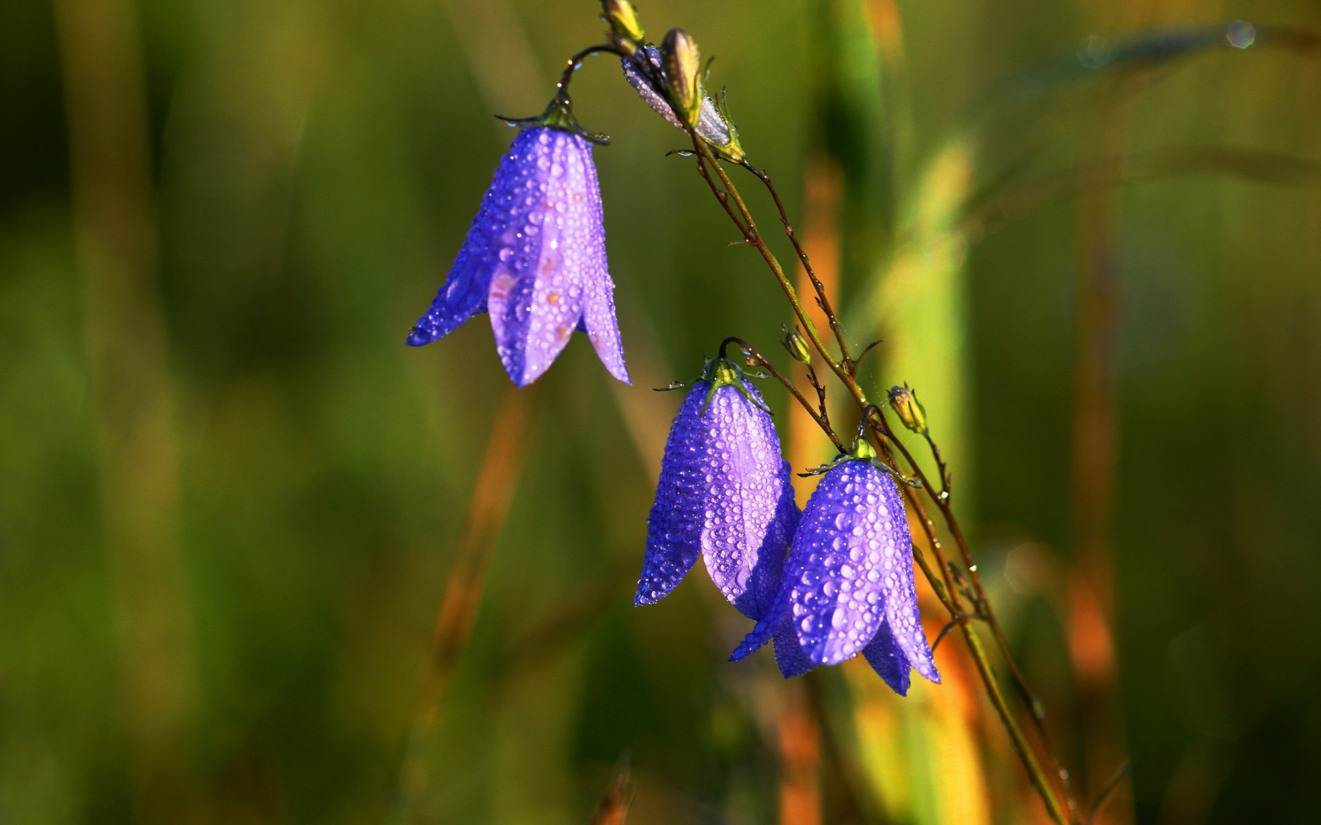 kwiaty krople natura