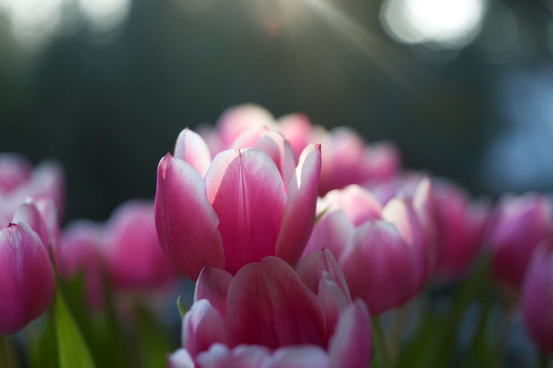 tulips pink buds petals close up focus light rays sun spring bloom nature