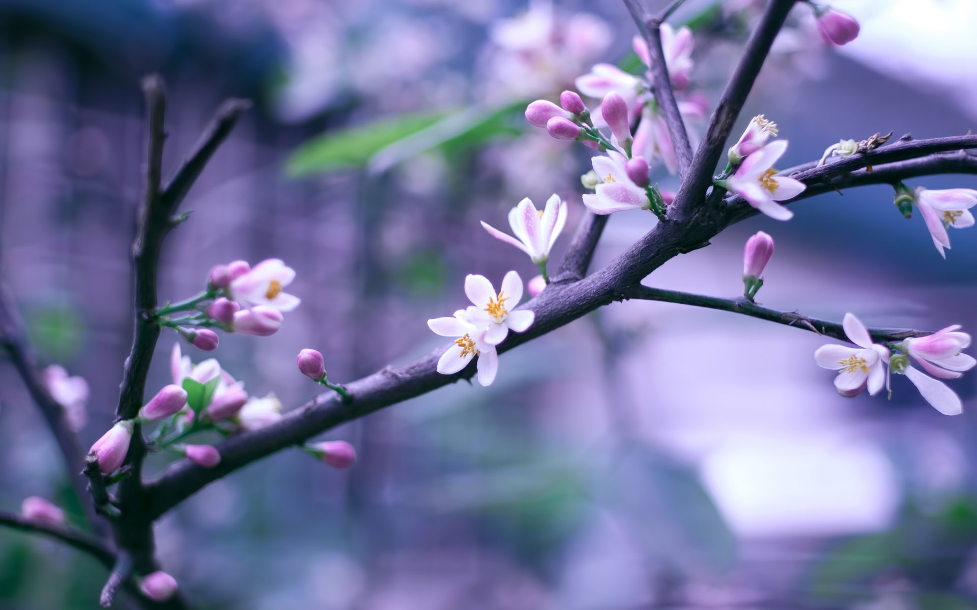 primavera rama ramita flores rosa floración bokeh