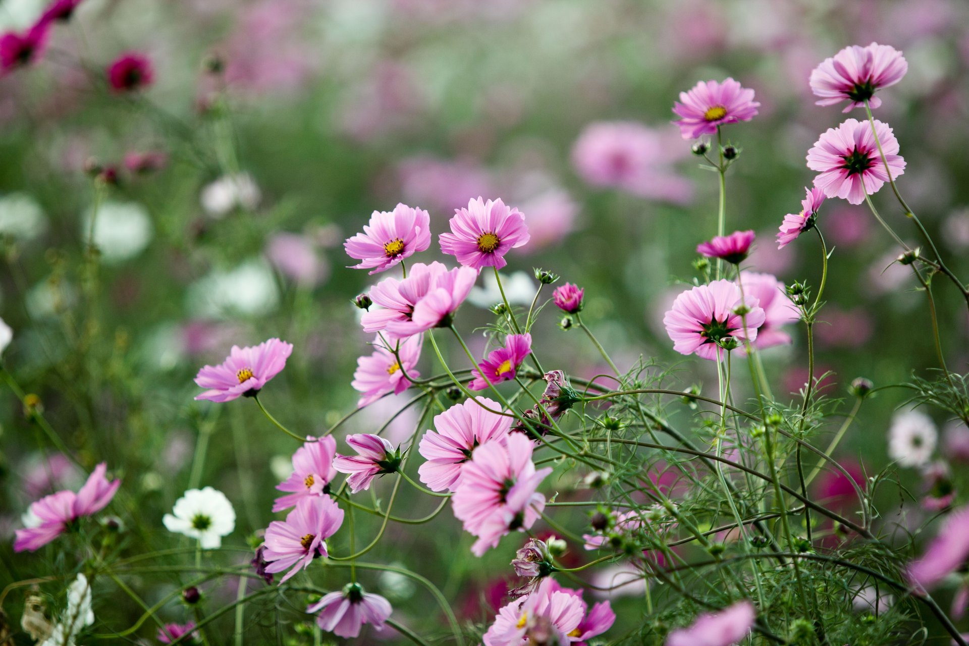 kwiaty różowe cosmea trawa rośliny pole polana lato zieleń natura makro