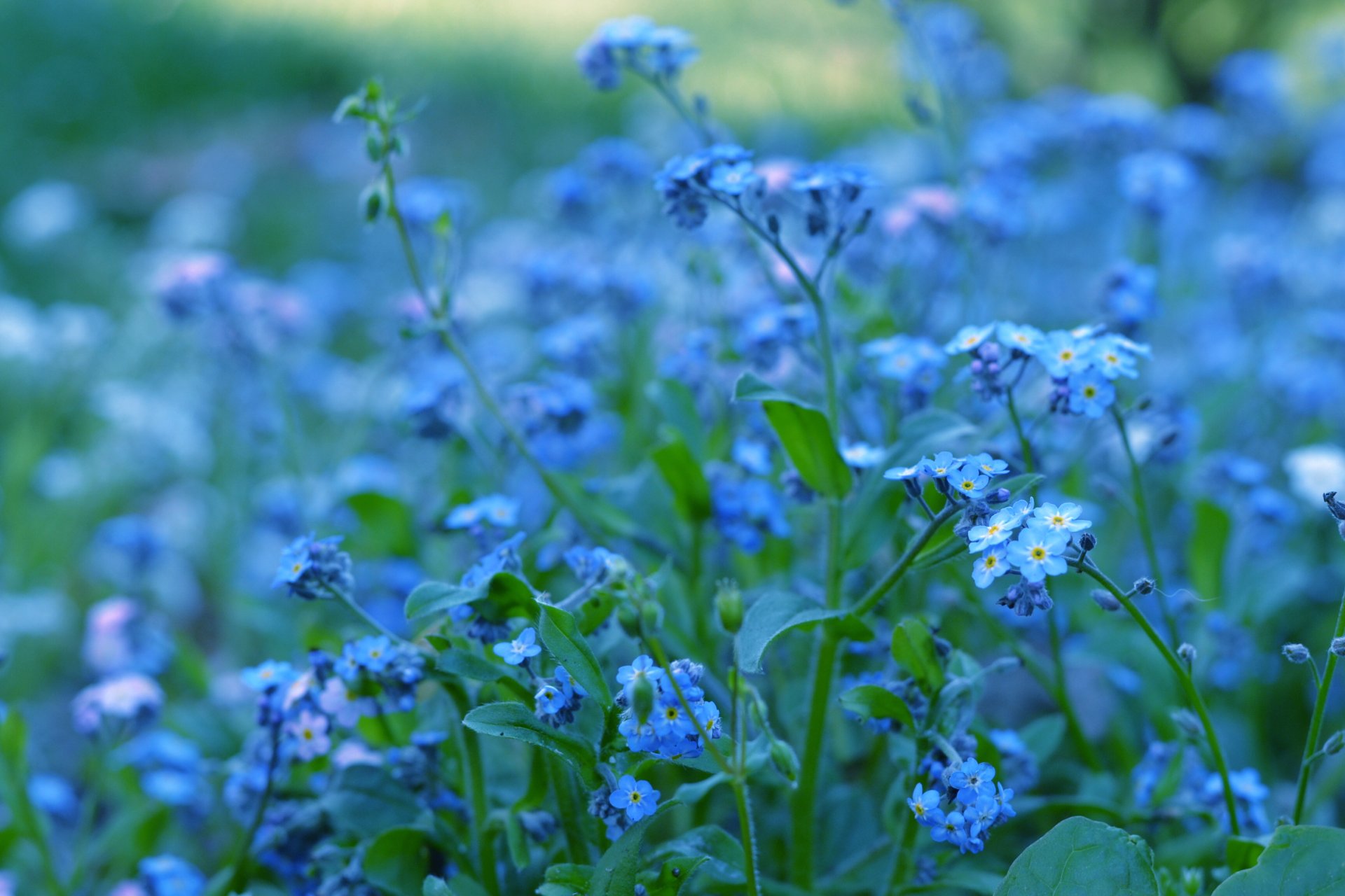 vergissmeinnicht blau blau blumen grüns pflanzen farbe natur unschärfe helligkeit makro