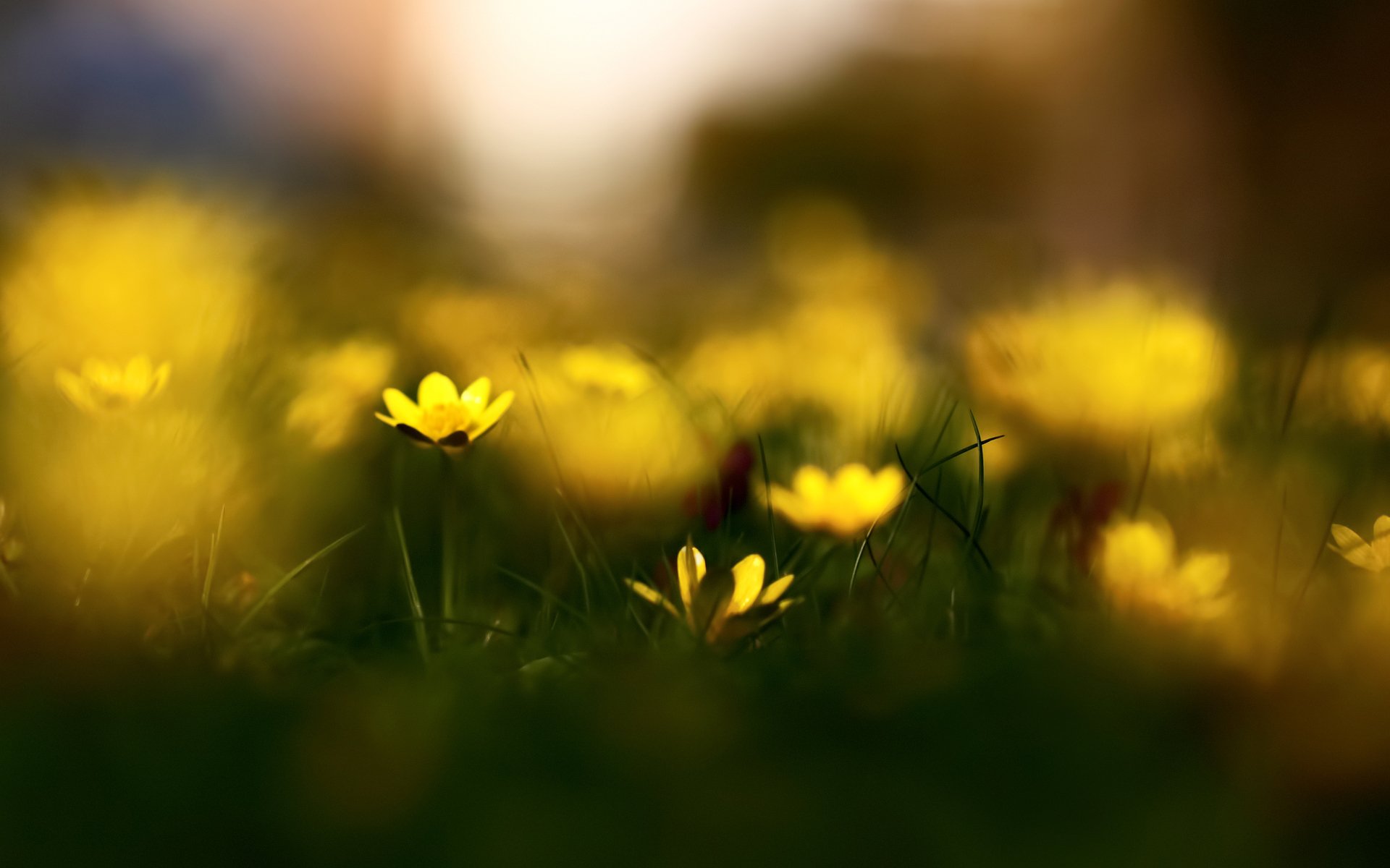 glistnik kwiaty trawa natura wiosna rozmycie bokeh makro