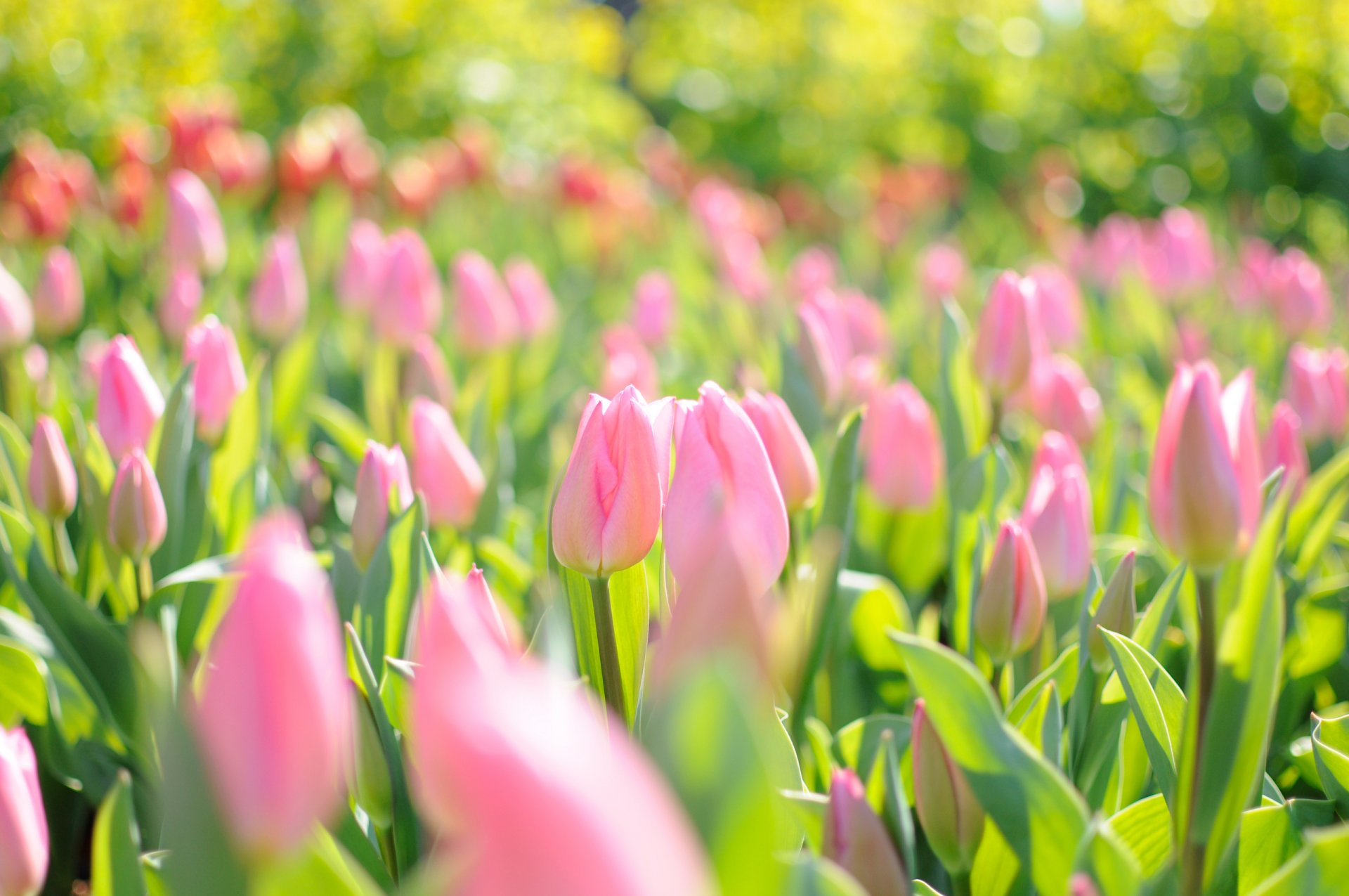 fiori tulipani primavera luce campo rosa abbagliamento