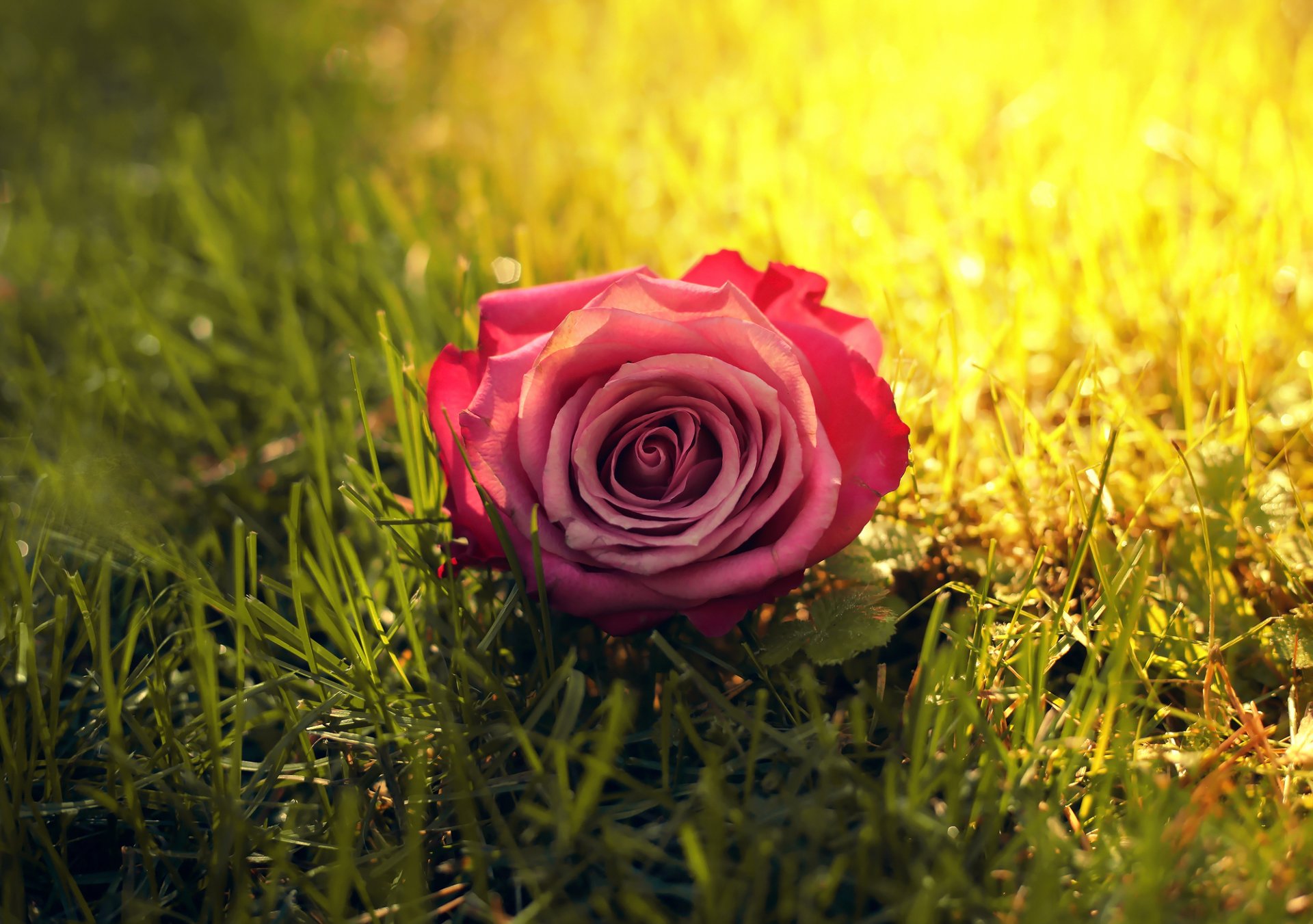 flower rose grass sun sun ray