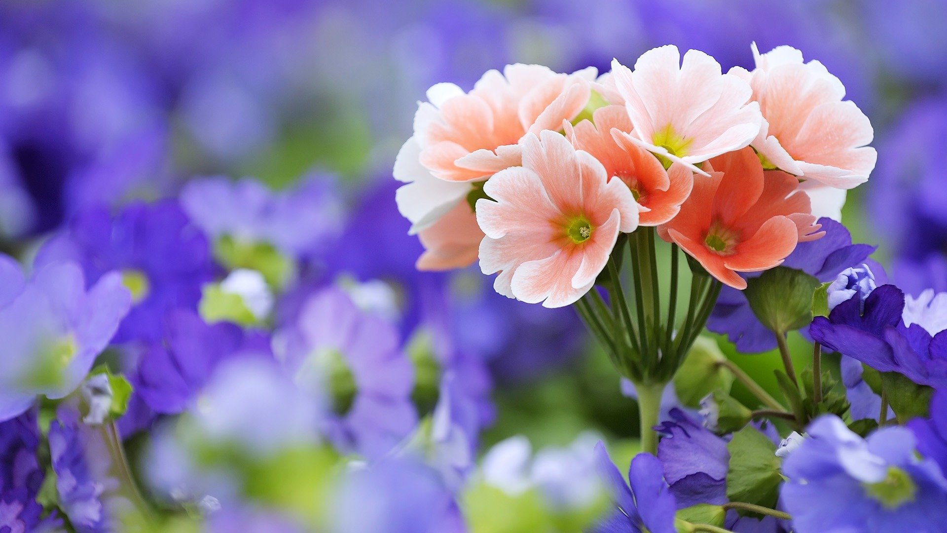 flower field purple pink bouquet close up