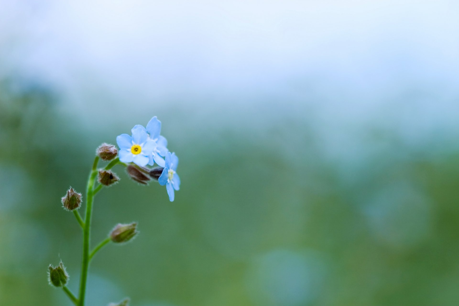 forget-me-nots blue flowers plant green color greenery nature tenderness glare macro spring