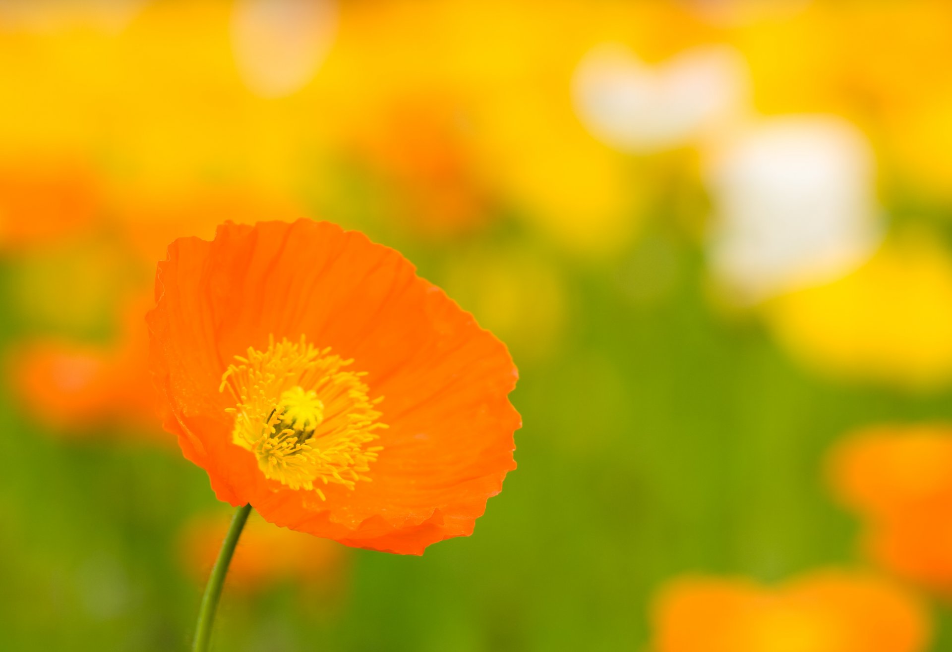 poppy orange yellow flower bud petals bright field flowers summer heat close up