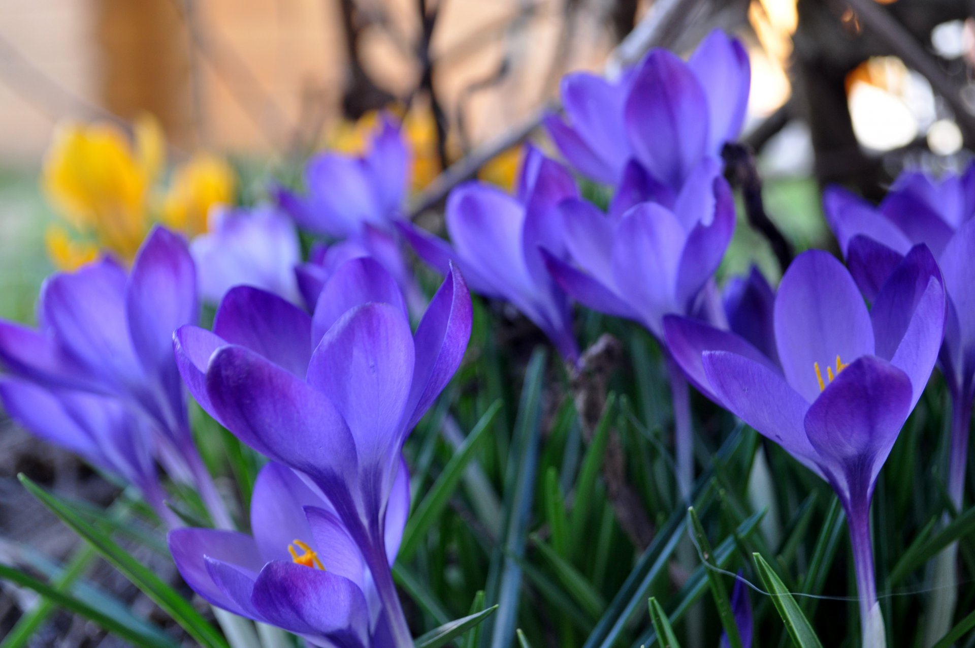 crocus purple yellow grass spring close up blur