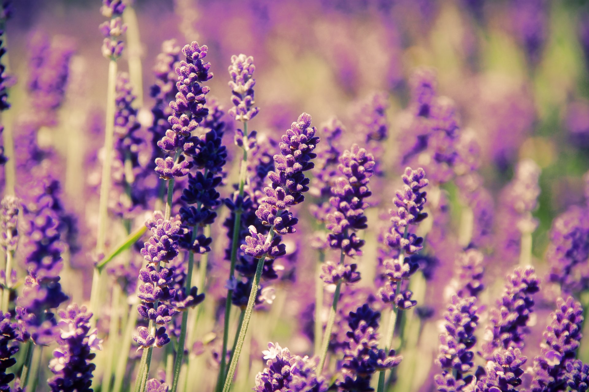 blumen lavendel feld frühling