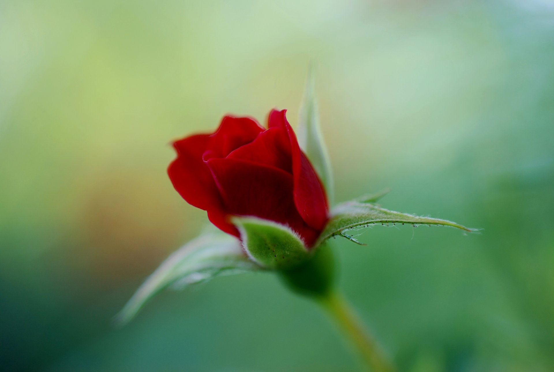 rose rouge écarlate bourgeon fleur vert couleur flou mise au point nature macro