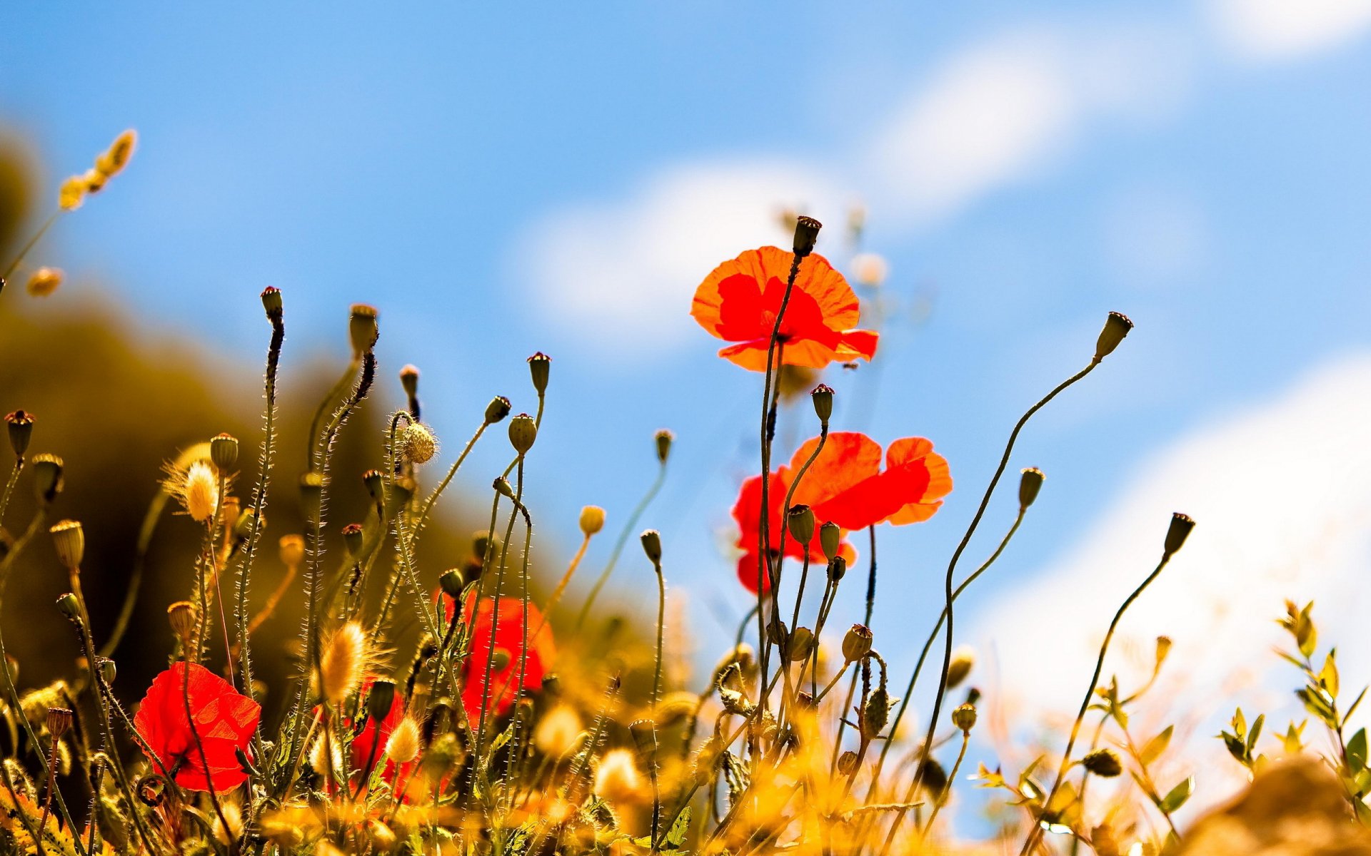 amapolas verano cielo naturaleza