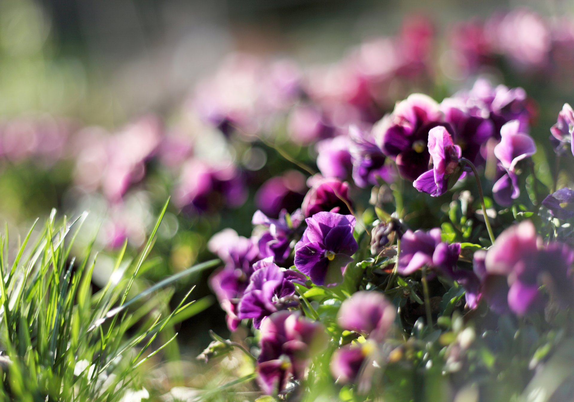 pansy flower purple violet plants grass green reflections blur light rays spring nature