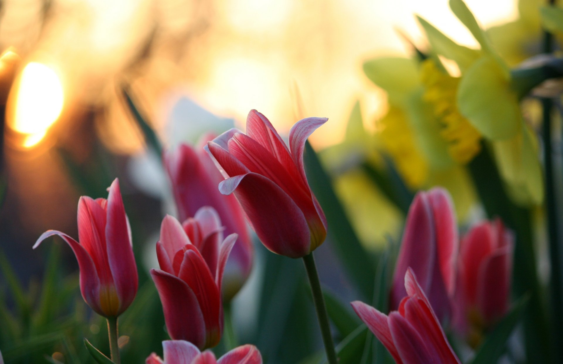 kwiaty natura tulipany rozmycie bokeh