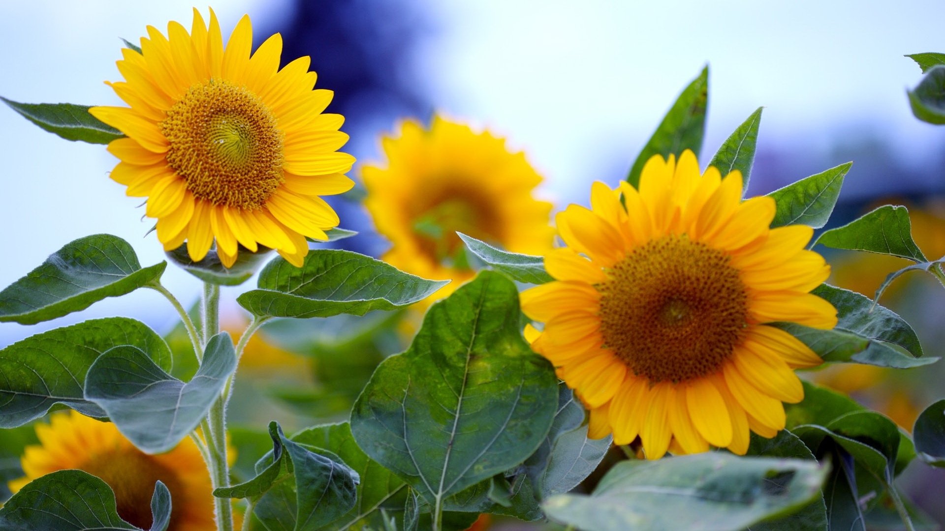 blumen sonnenblumen sommer makro gelb blätter