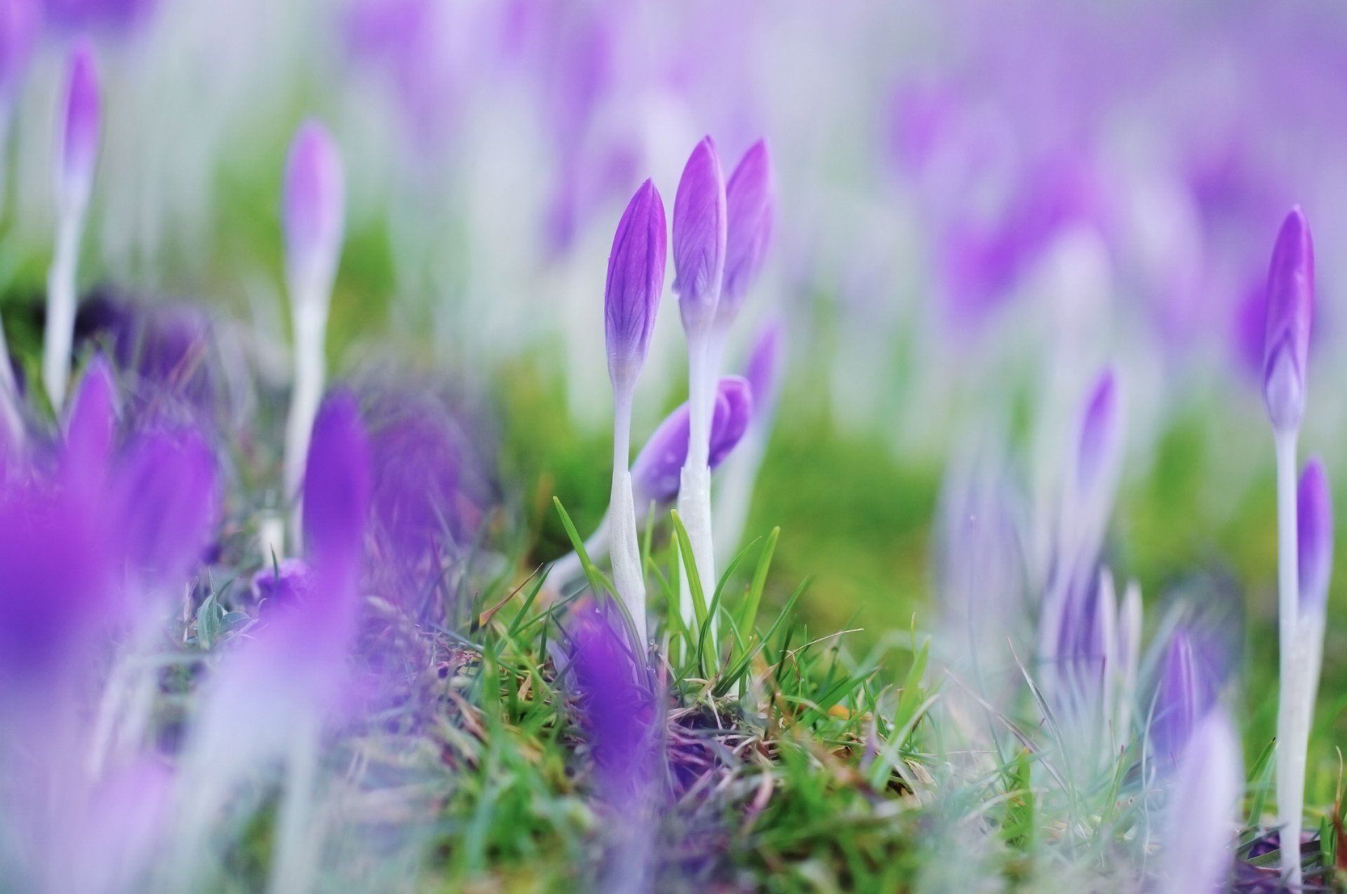 blumen frühling krokusse geschlossen