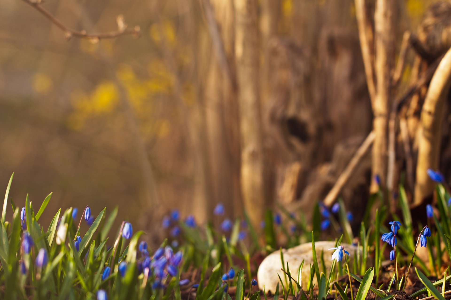 frühling wald schneeglöckchen blau