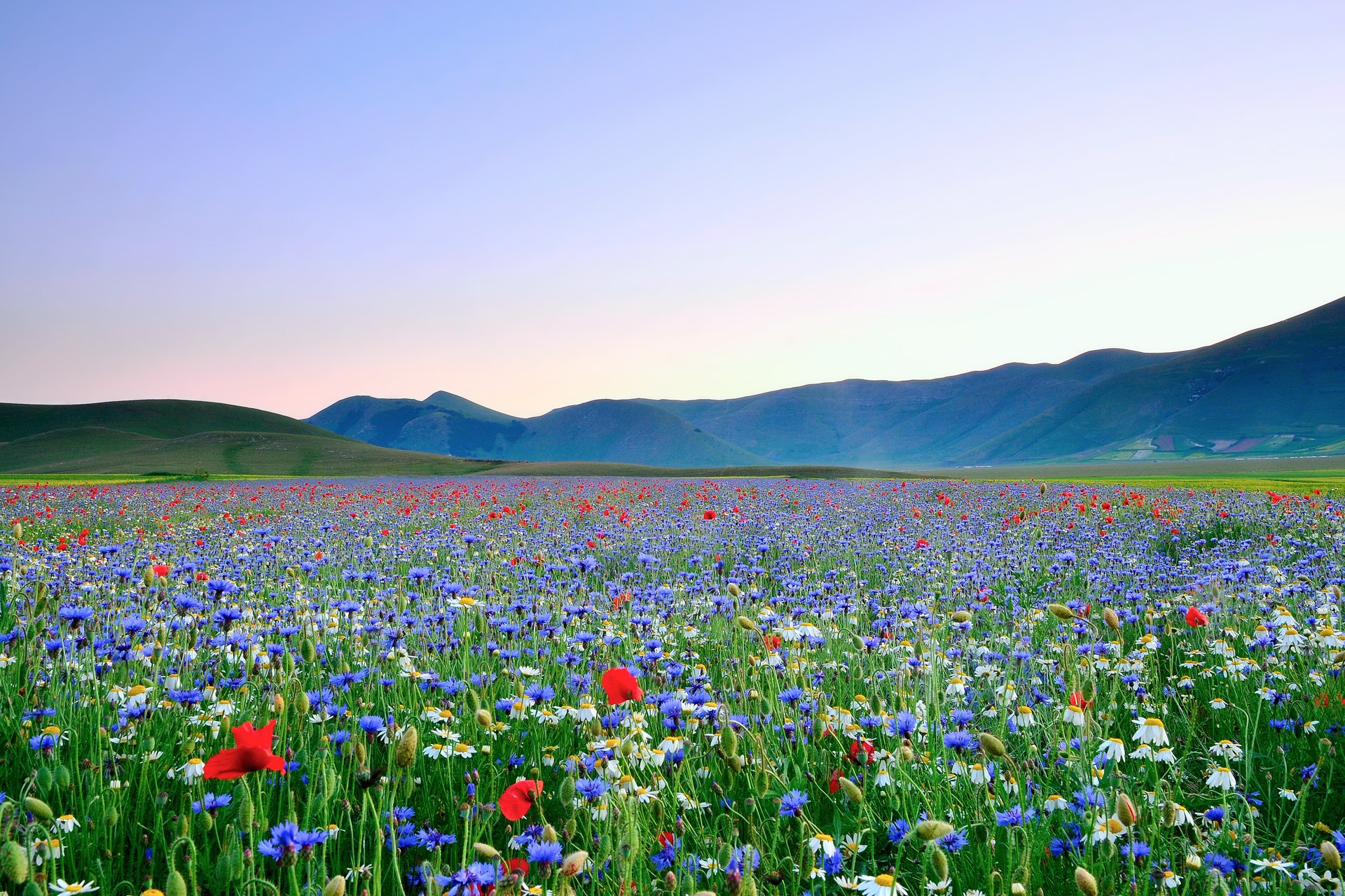 flower poppies chamomile raznotravie valley the field sky mountain