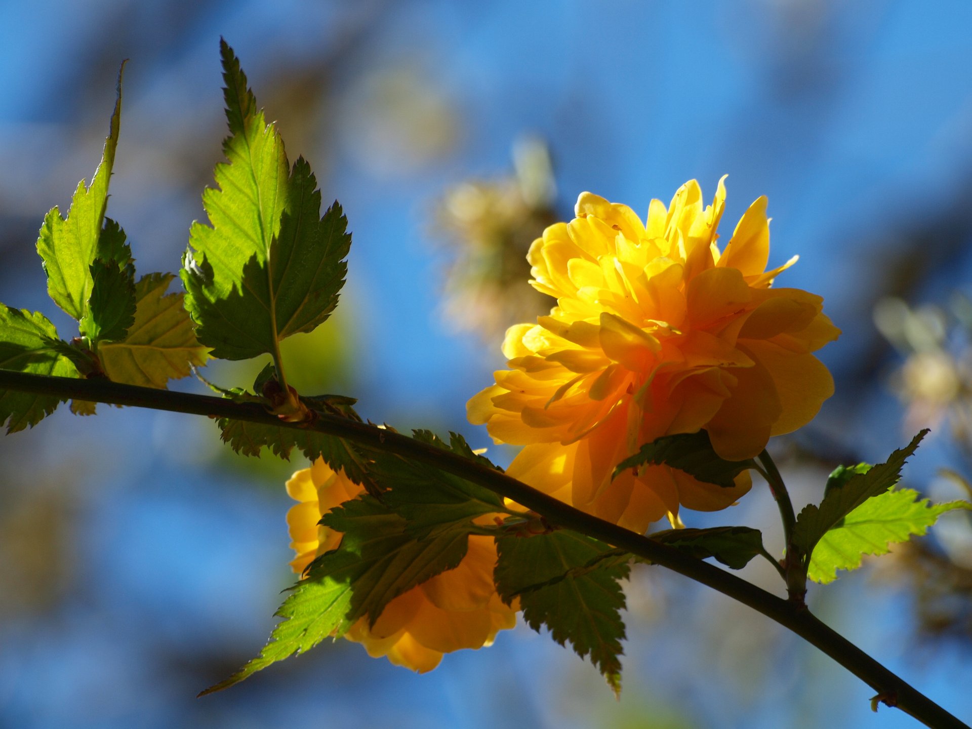 fiore ramo albero giallo foglie petali primavera