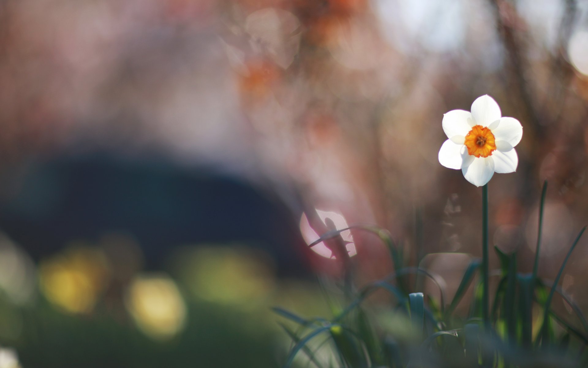 narzisse weiß blume grün gras makro unschärfe blendung