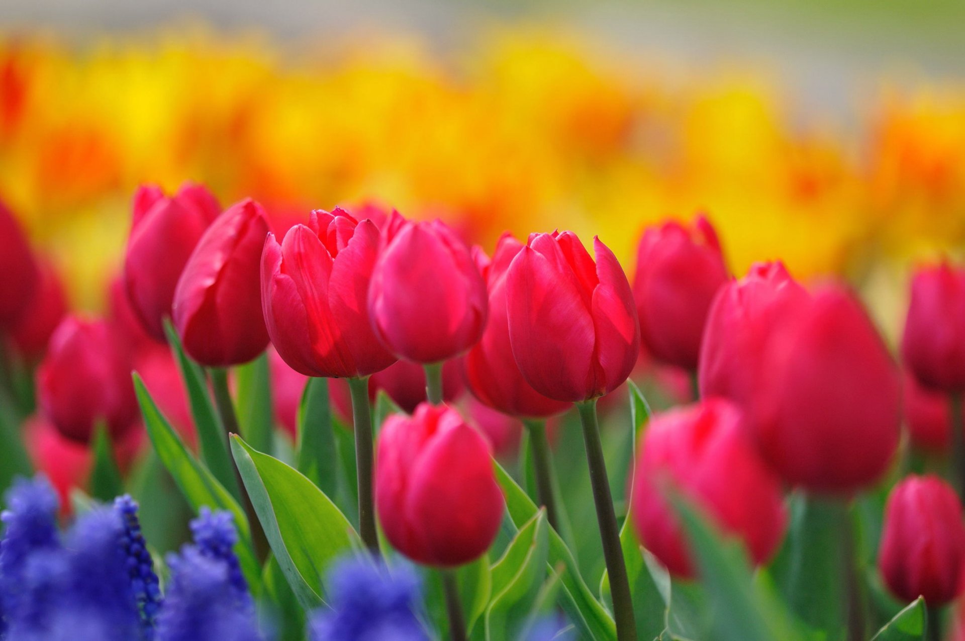 tulipani fiori boccioli steli rosa cremisi giallo luminoso giacinti blu radura fioritura primavera vernice natura