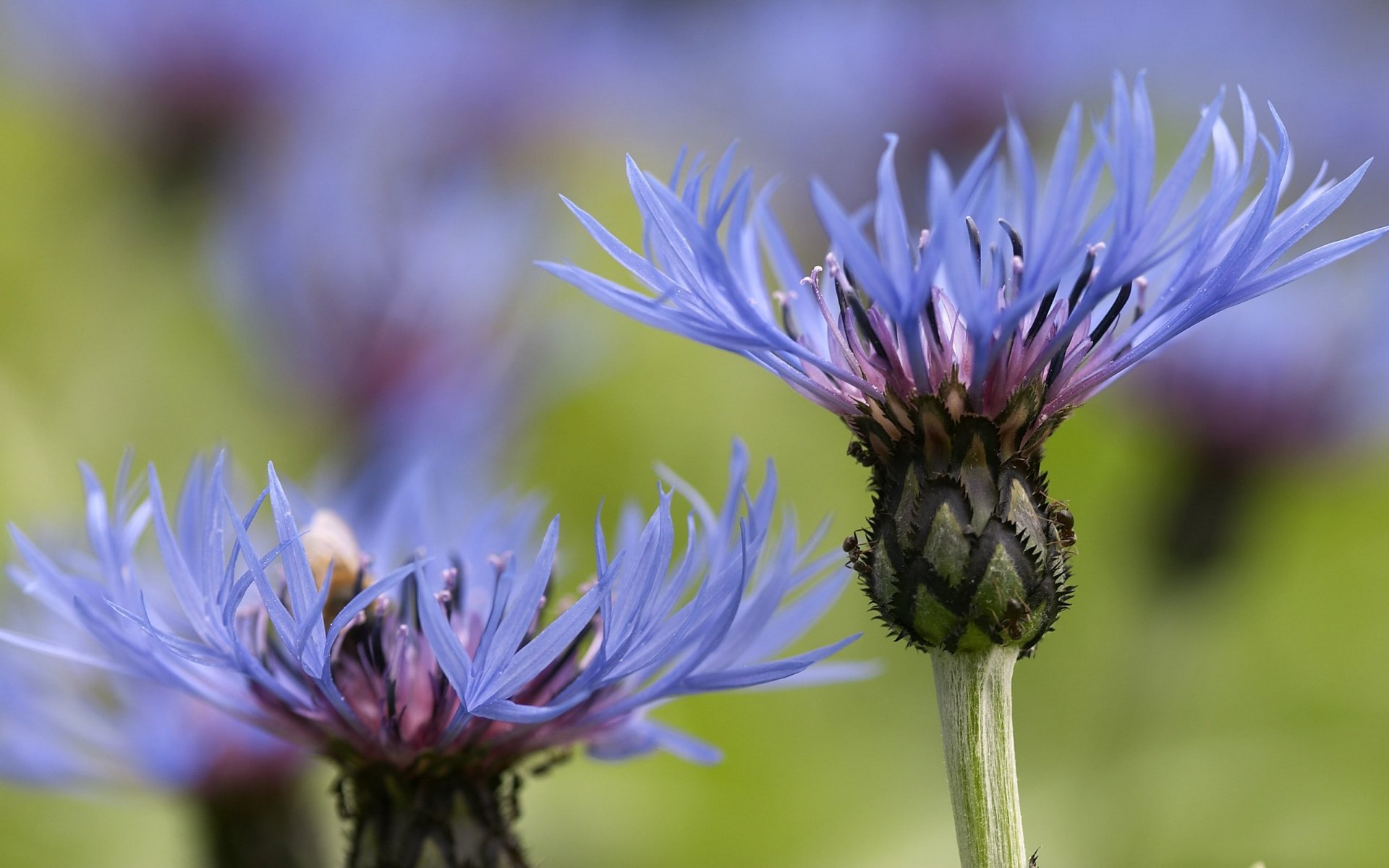 fiori macro fiordaliso campo blu