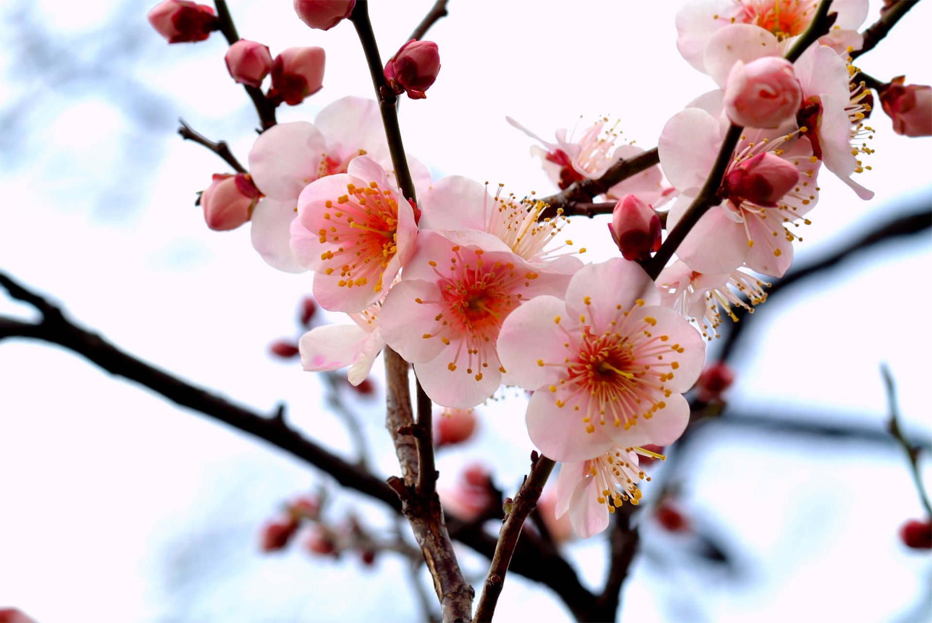 drain tree branch branches pink flower petals buds close up